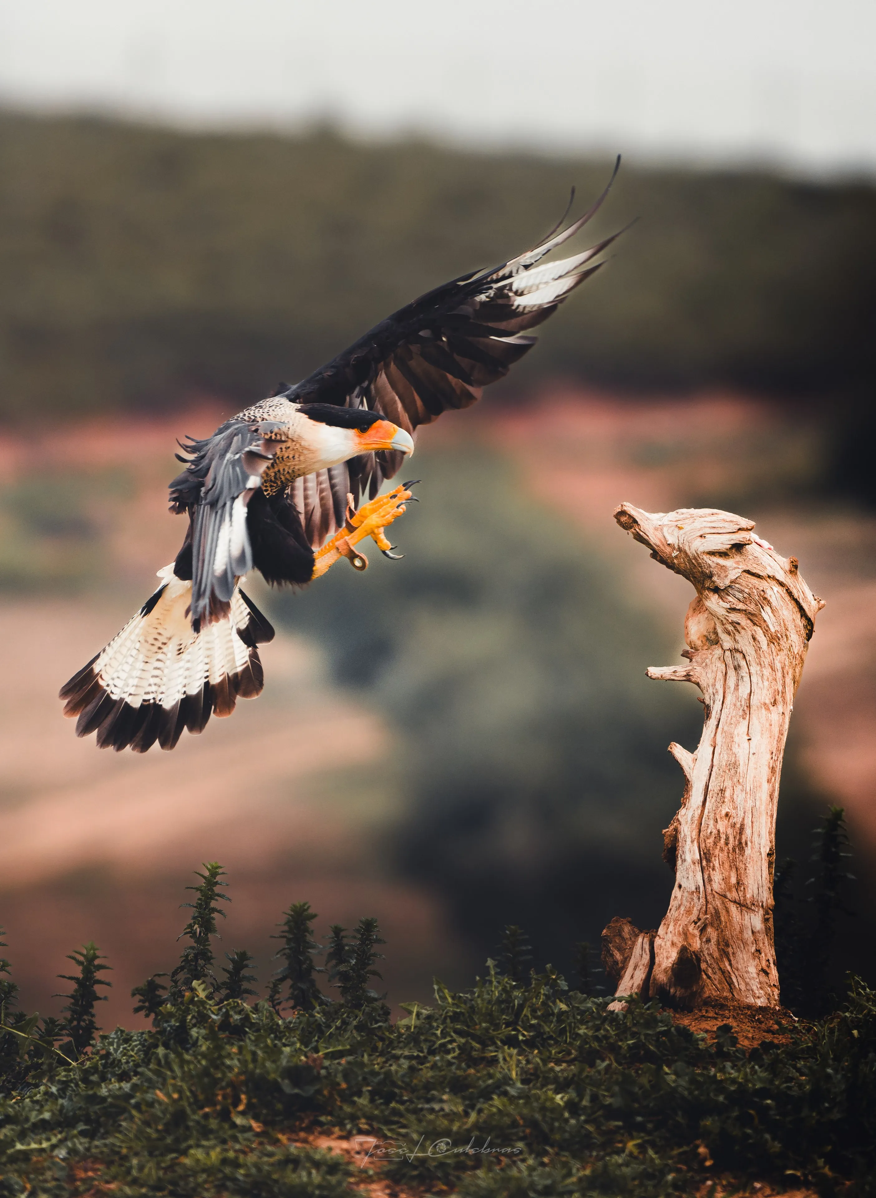 Aves
