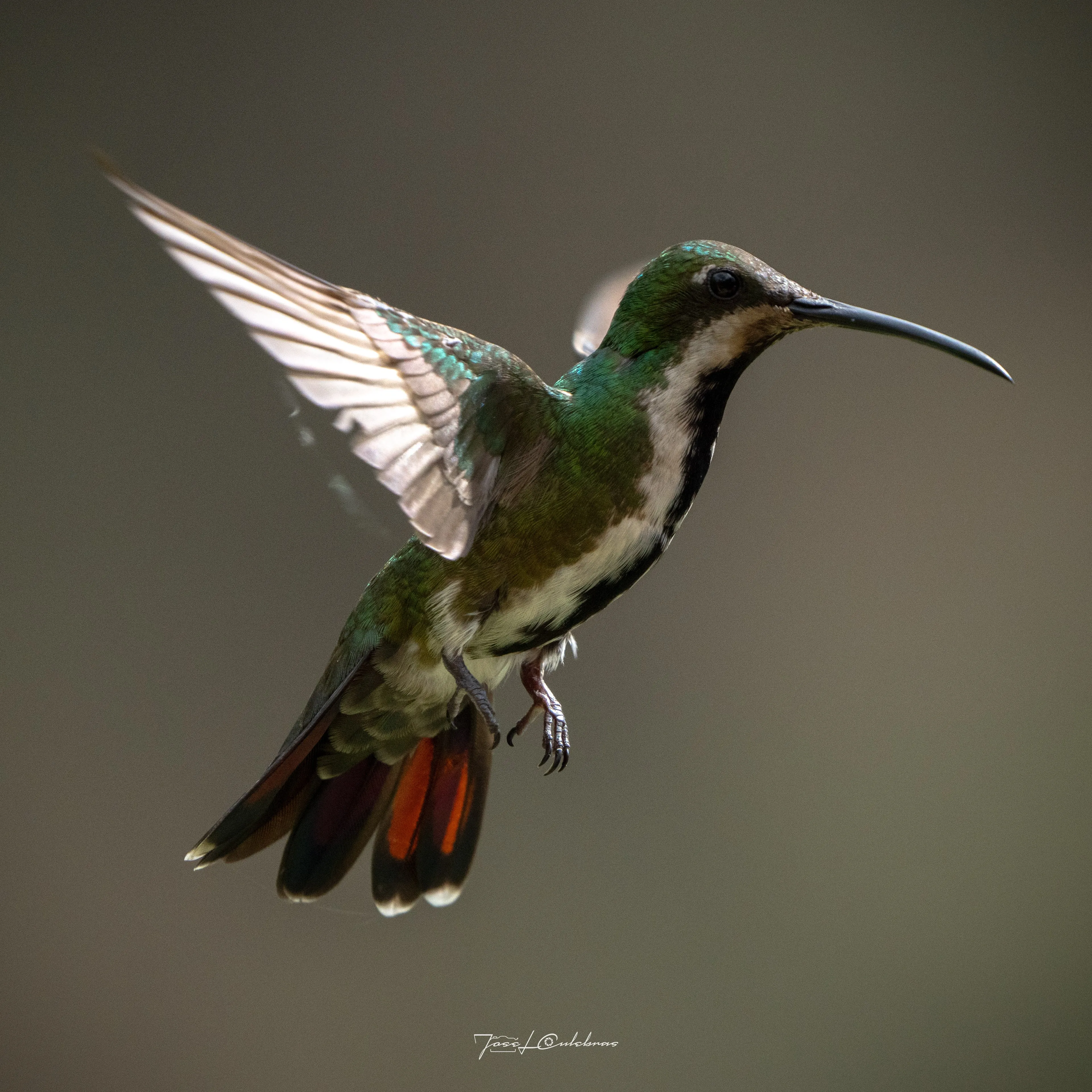 Colibrí