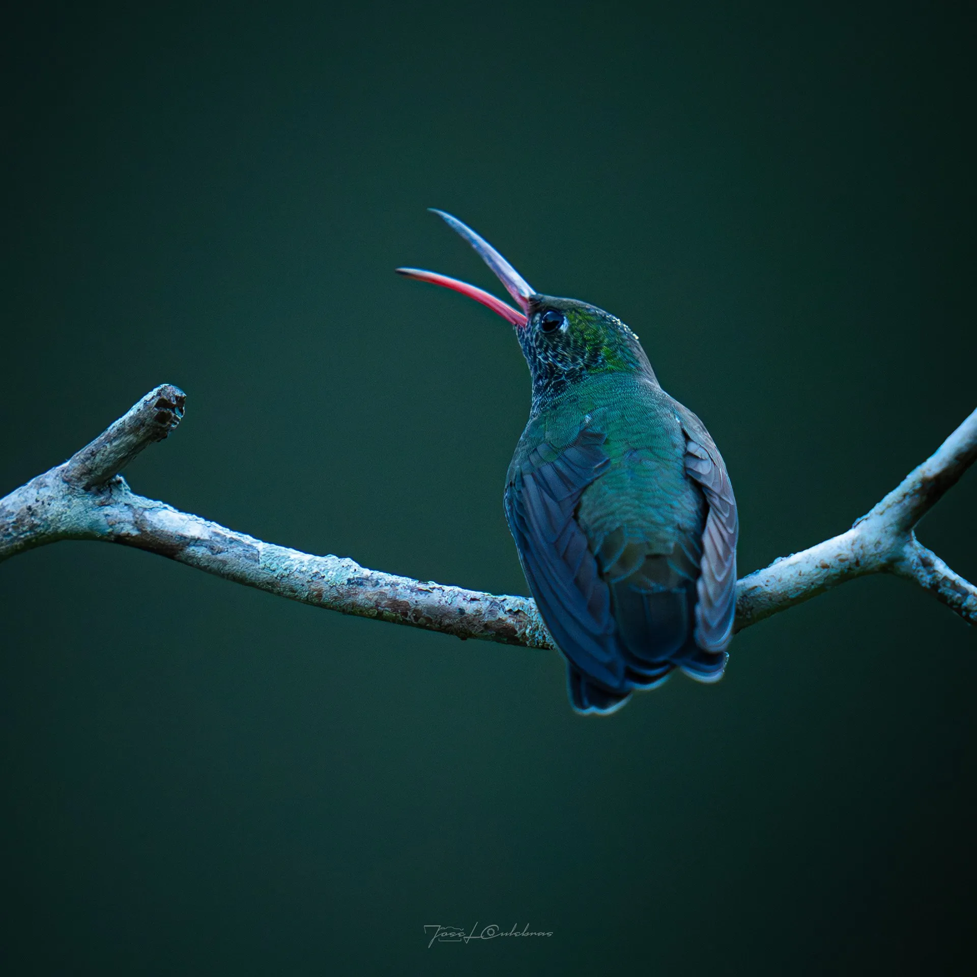 Colibrí