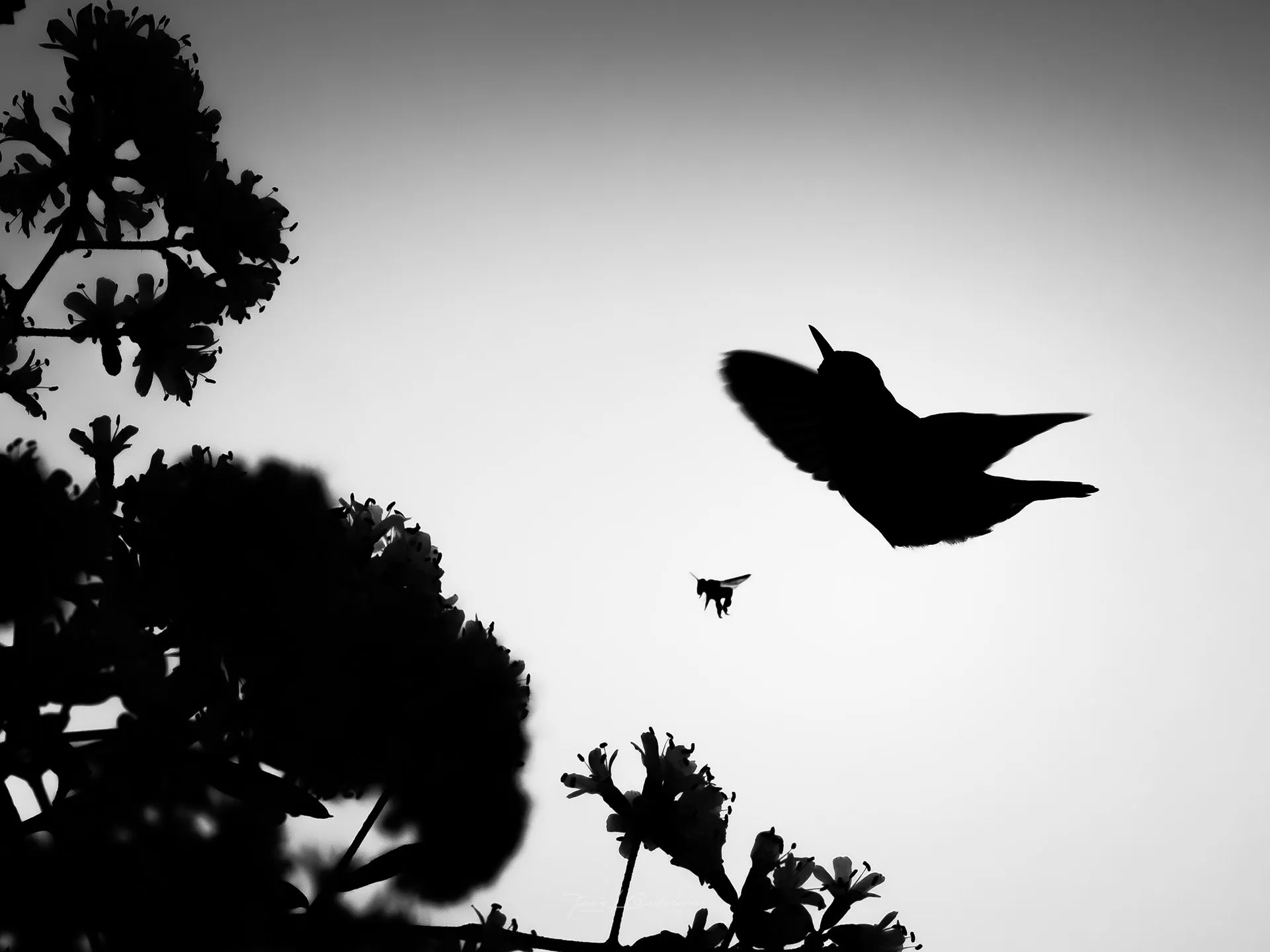 Colibrí
