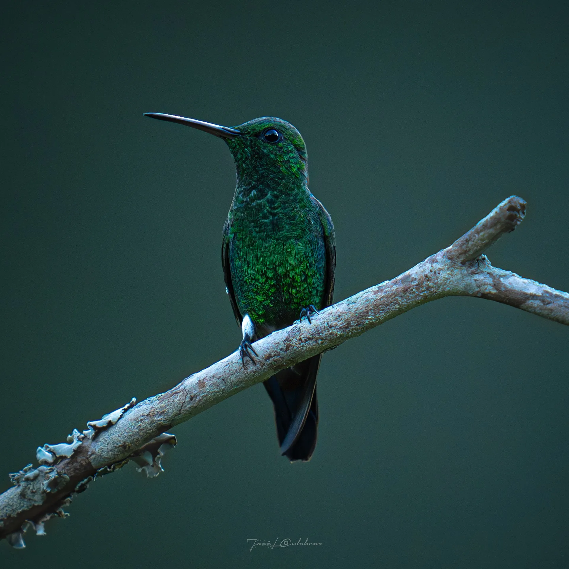 Colibrí