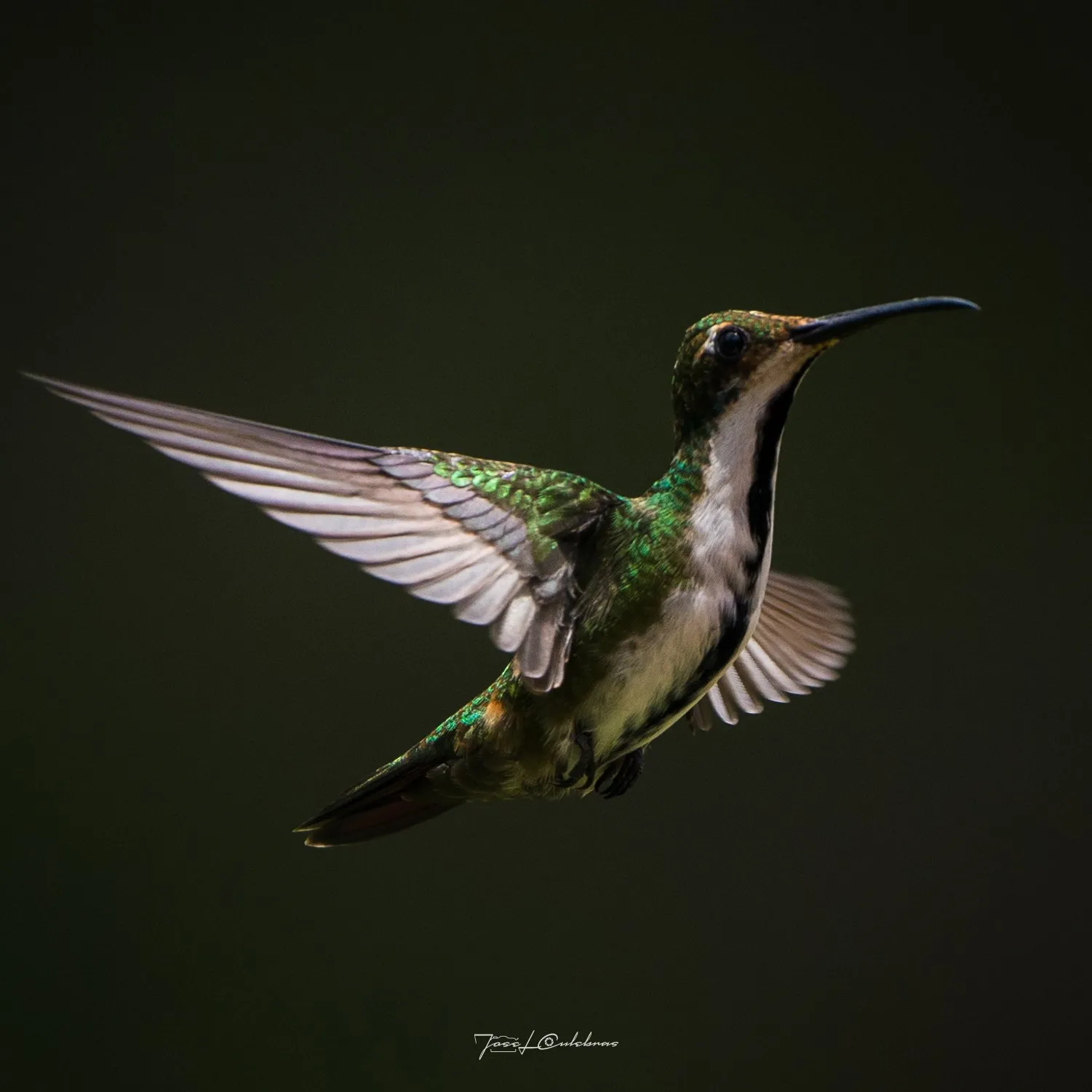Colibrí