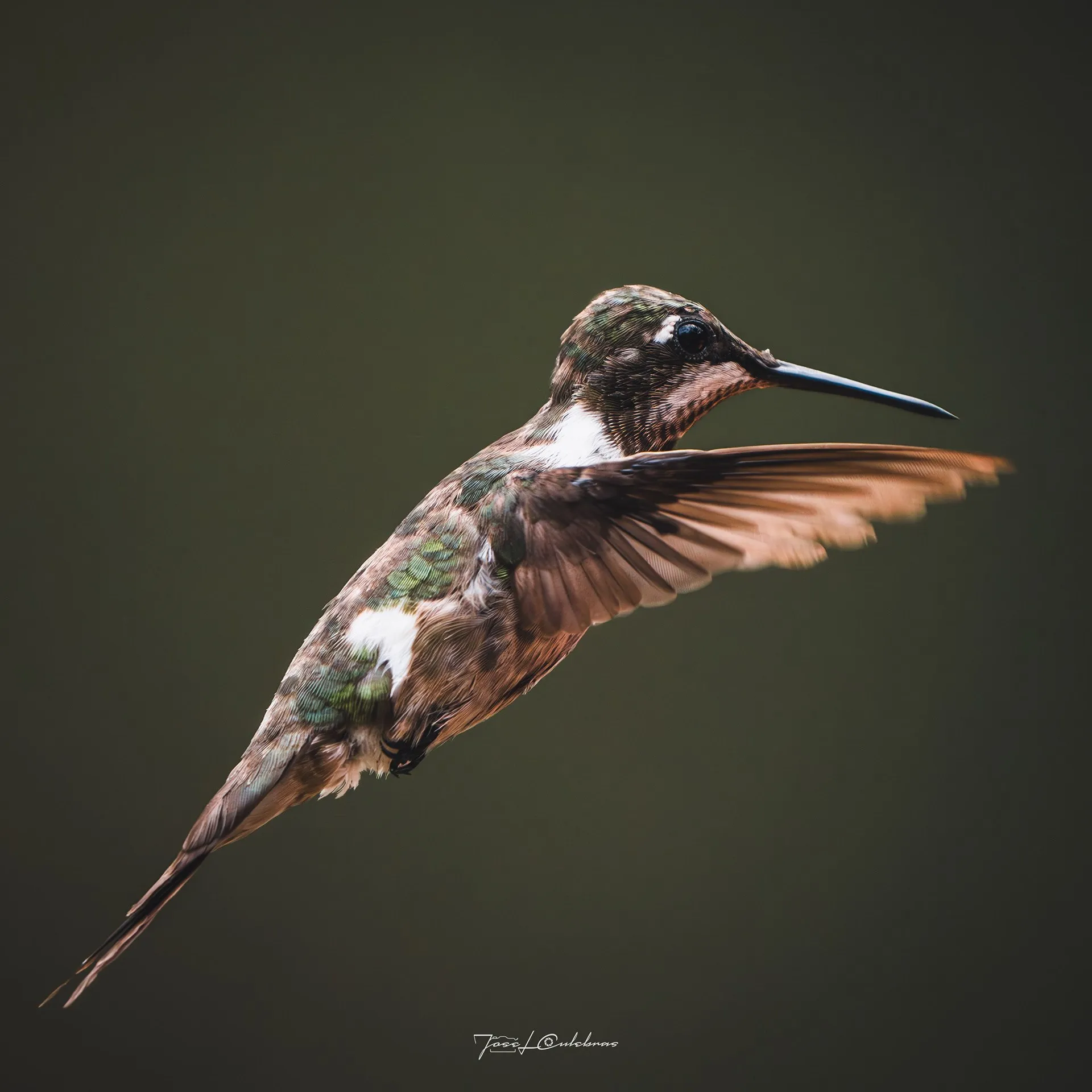 Colibrí