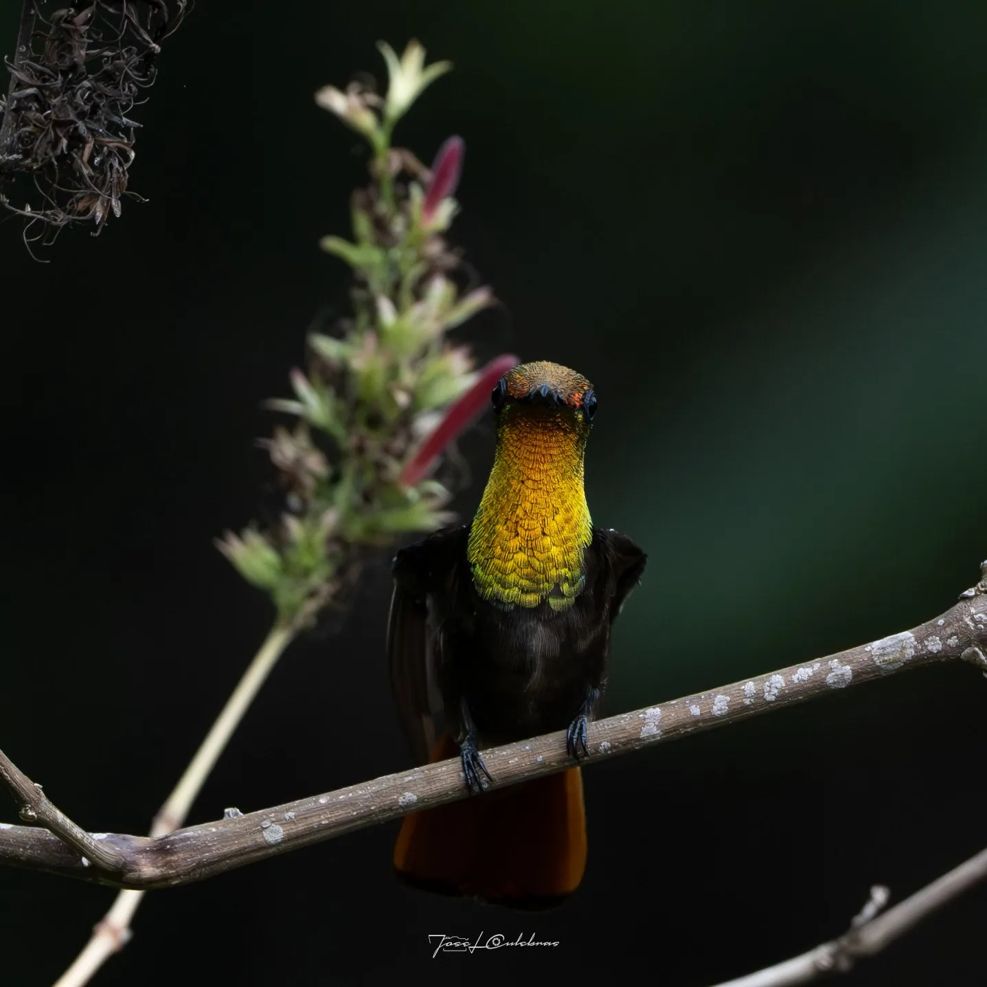 Colibrí