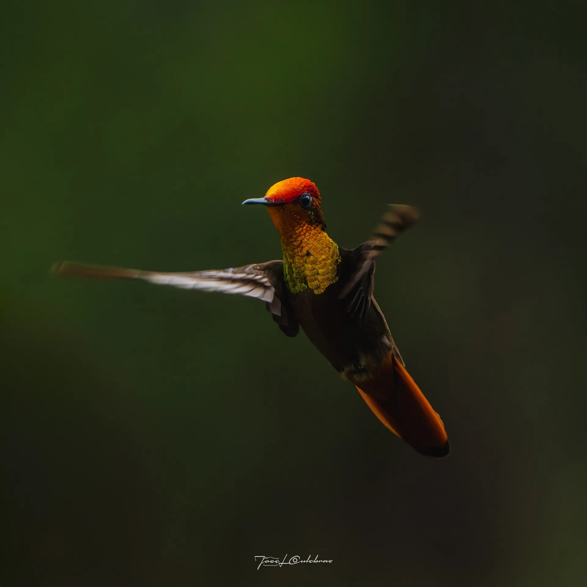 Colibrí