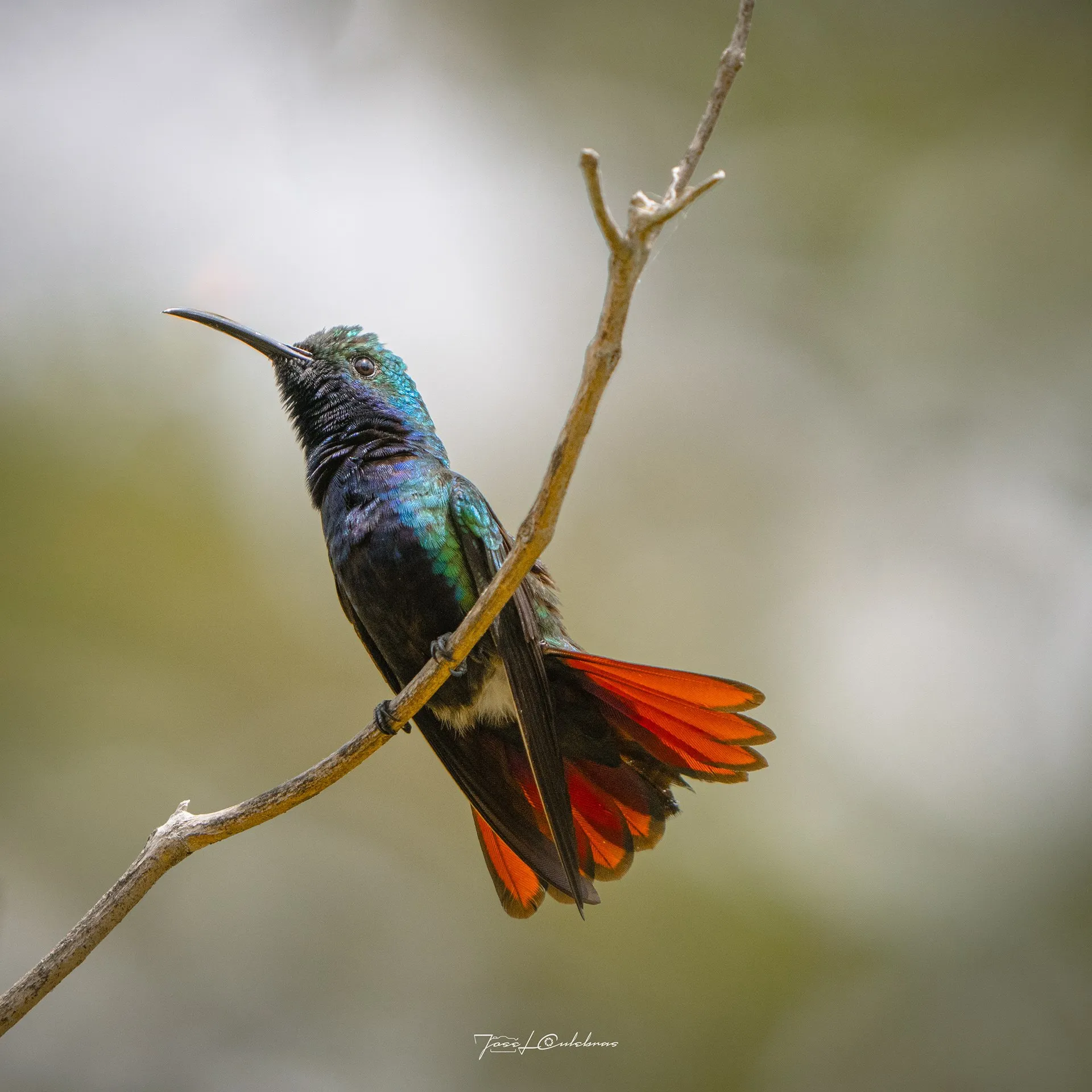 Colibrí