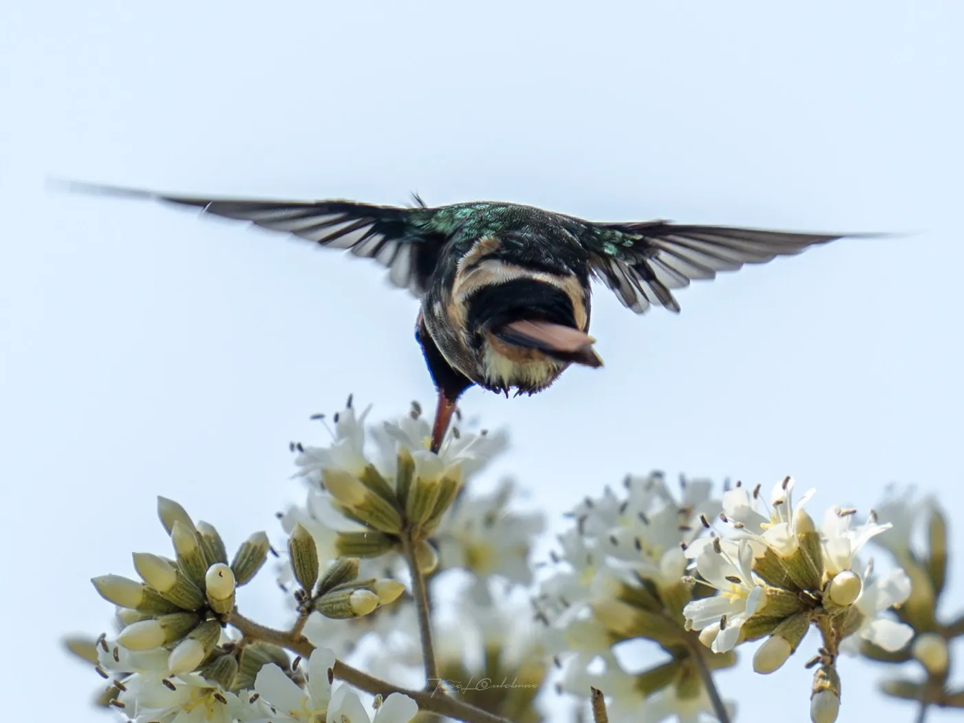 Colibrí
