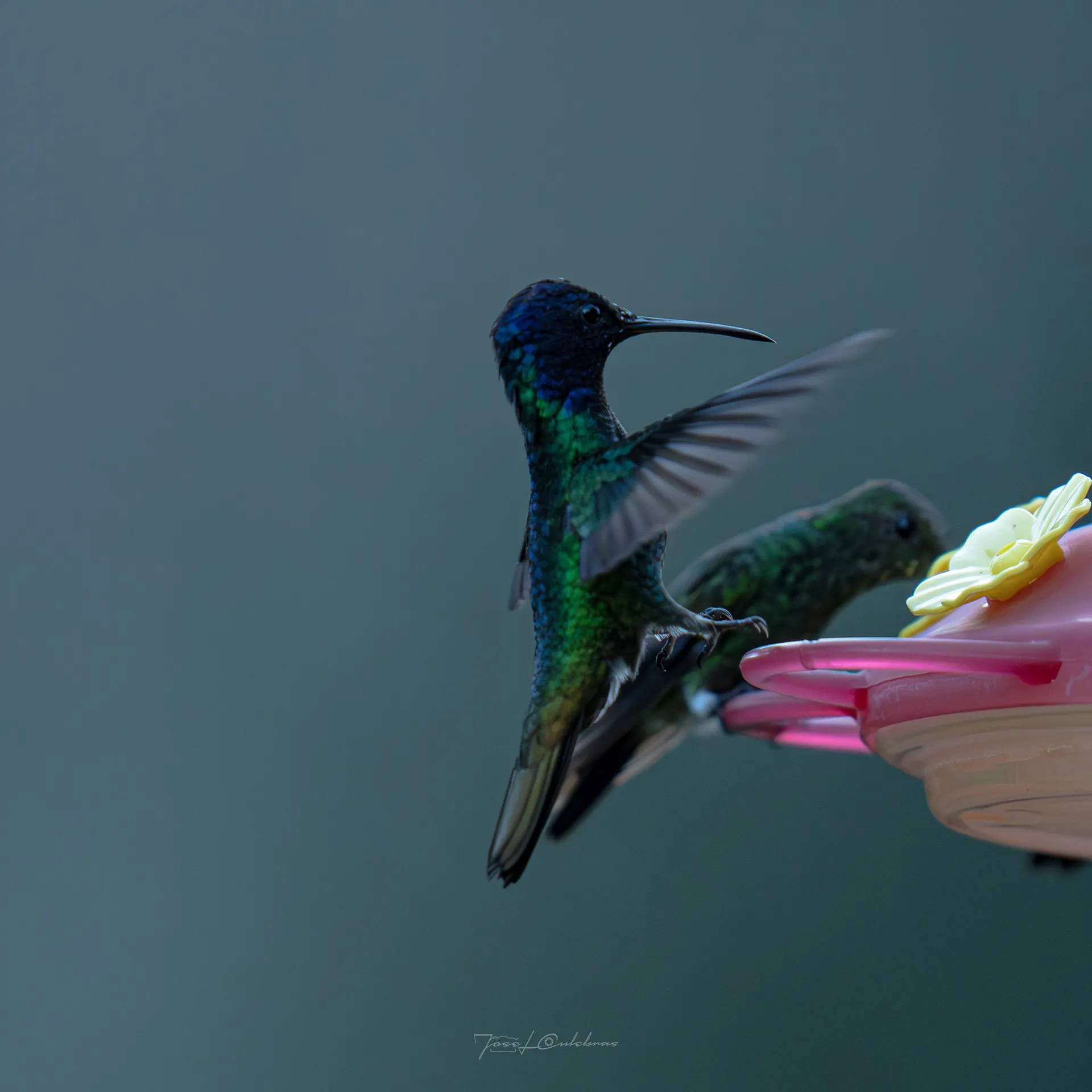 Colibrí
