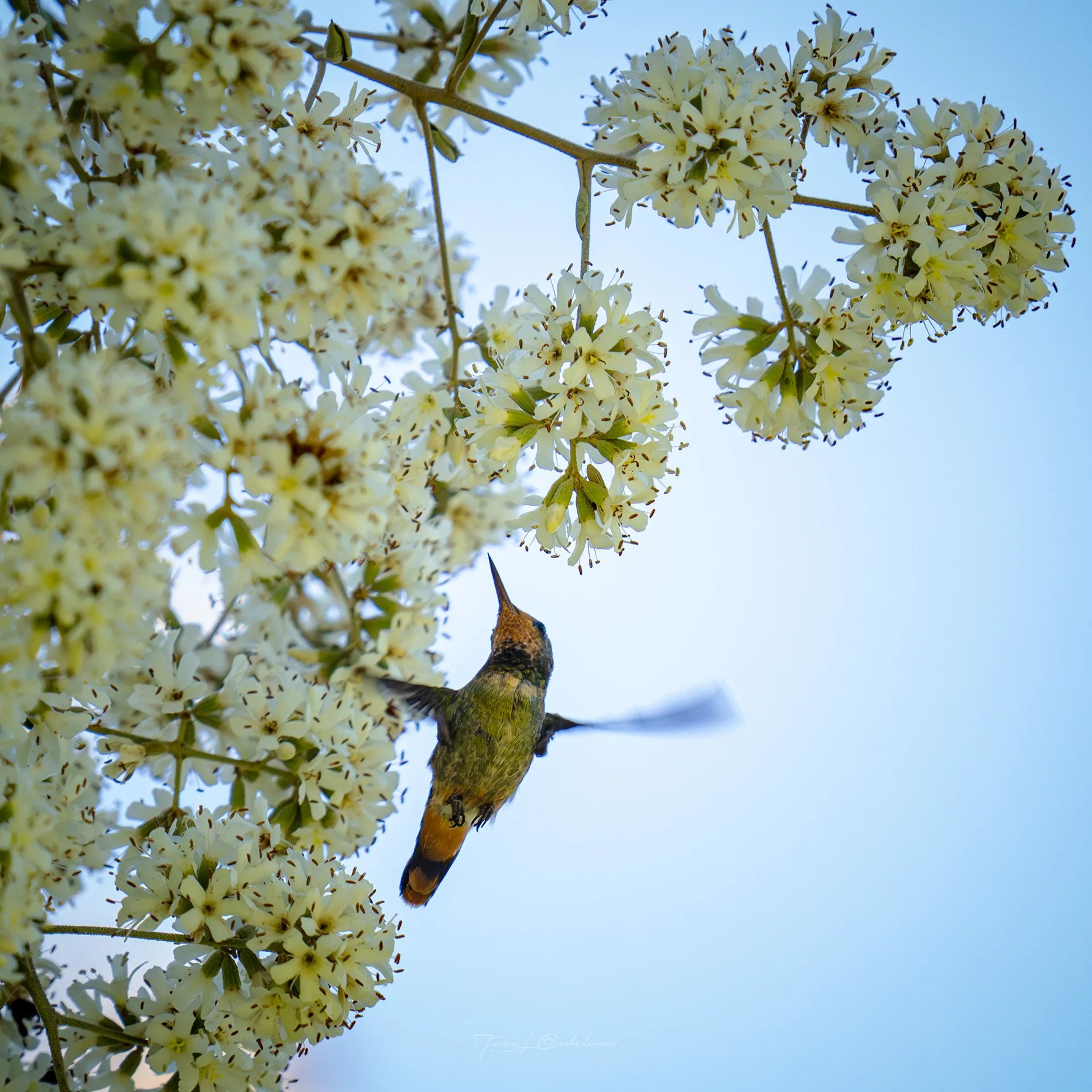 Colibrí