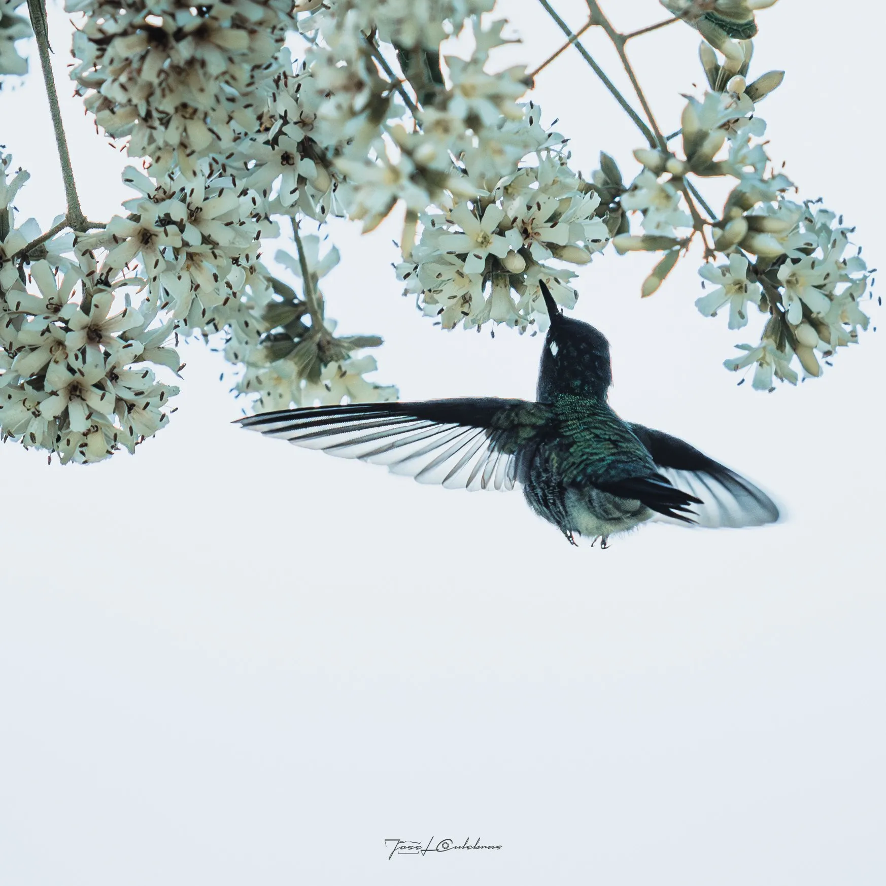 Colibrí