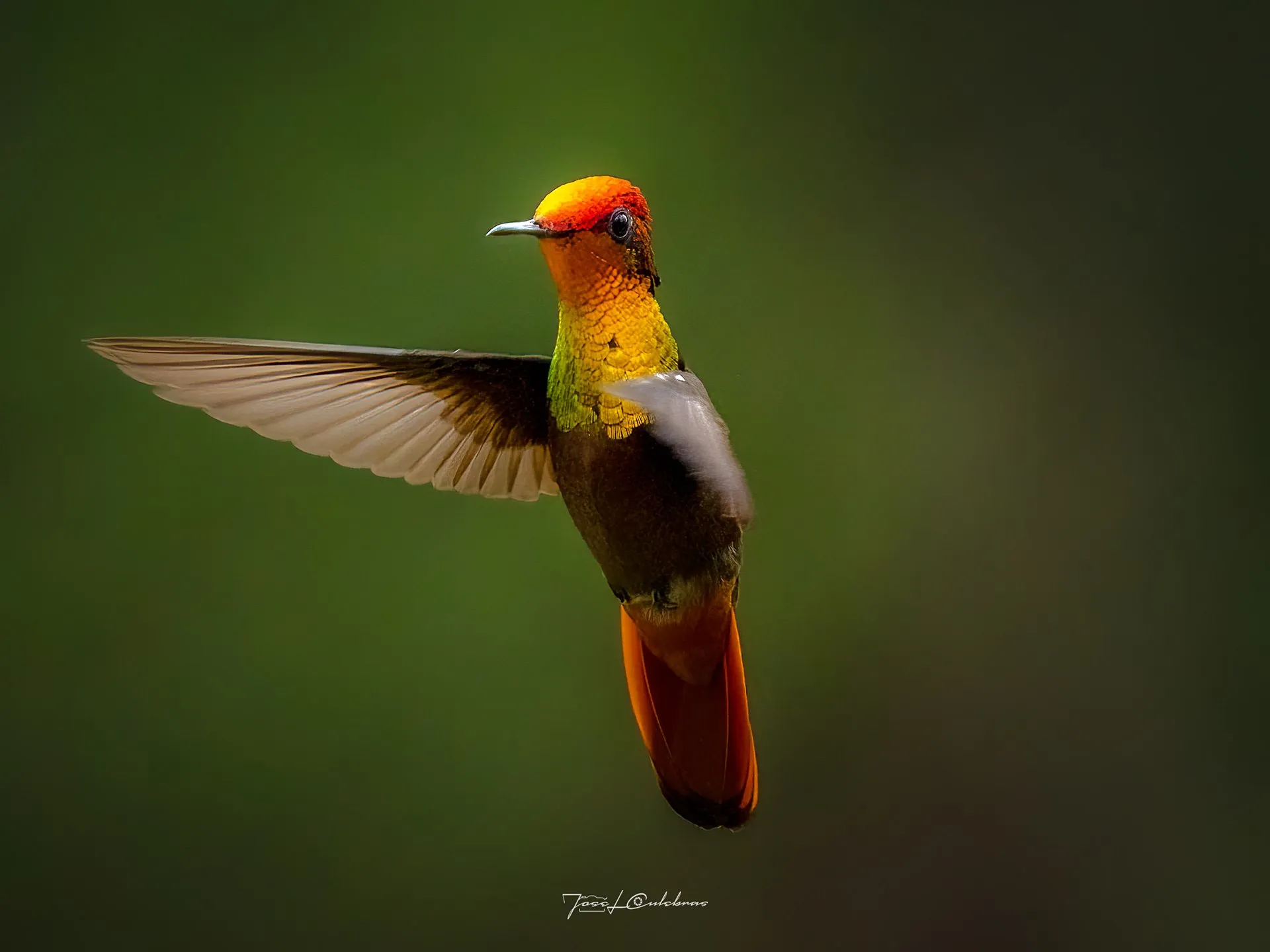 Colibrí