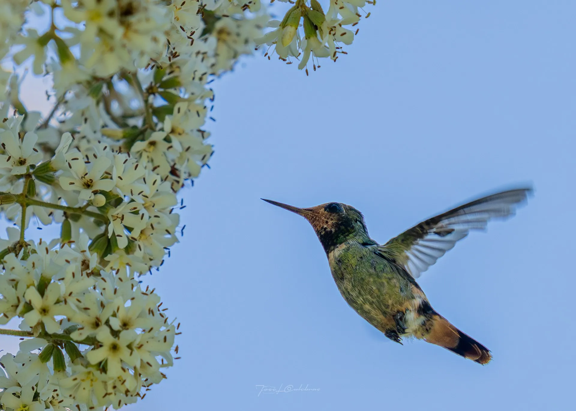 Colibrí