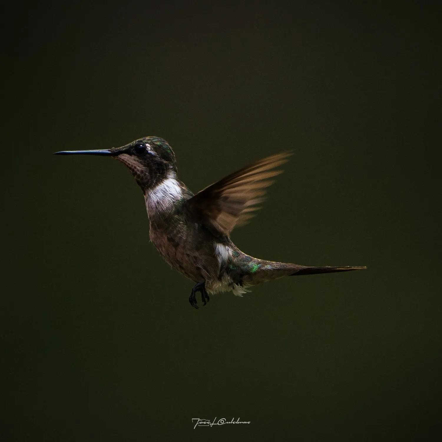 Colibrí