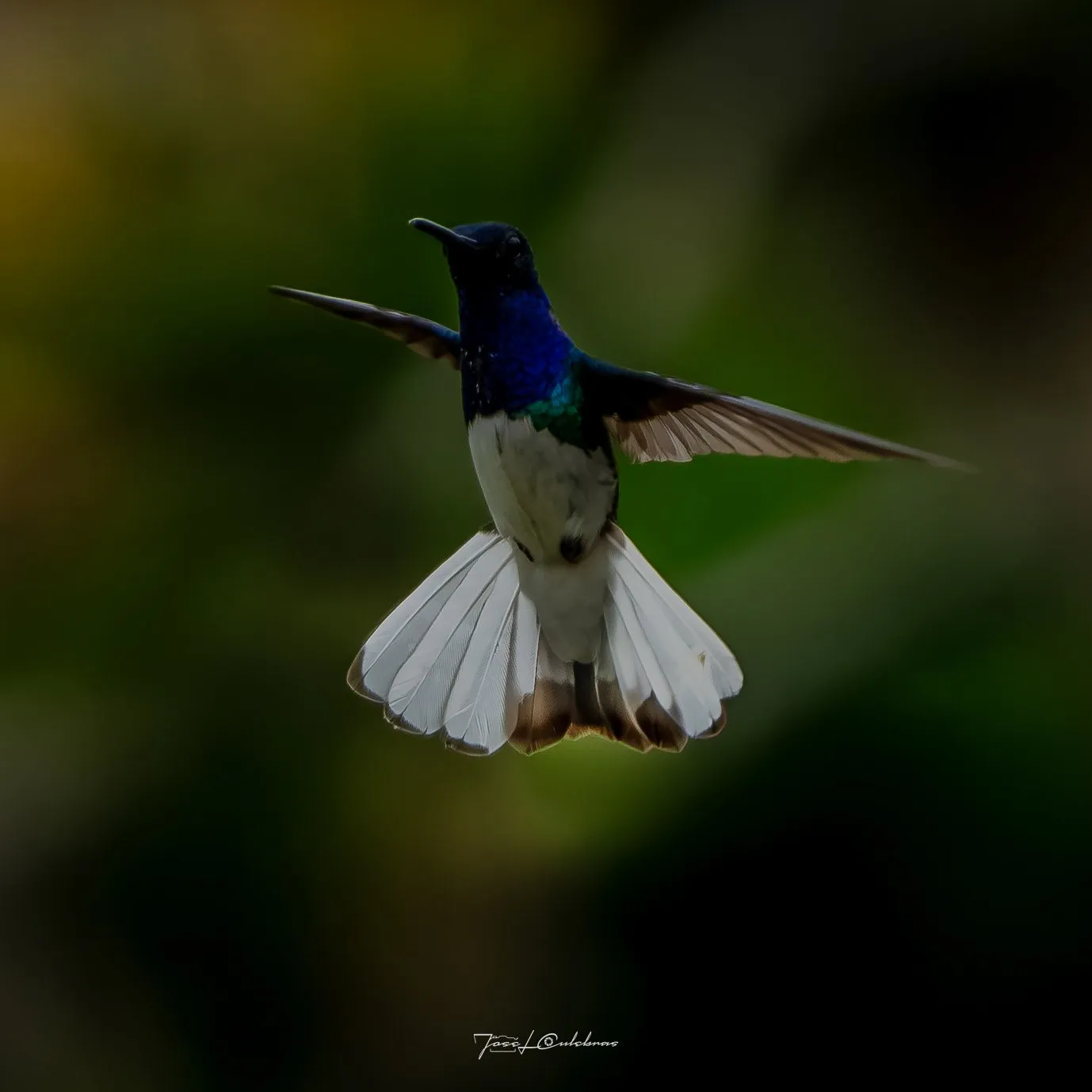 Colibrí