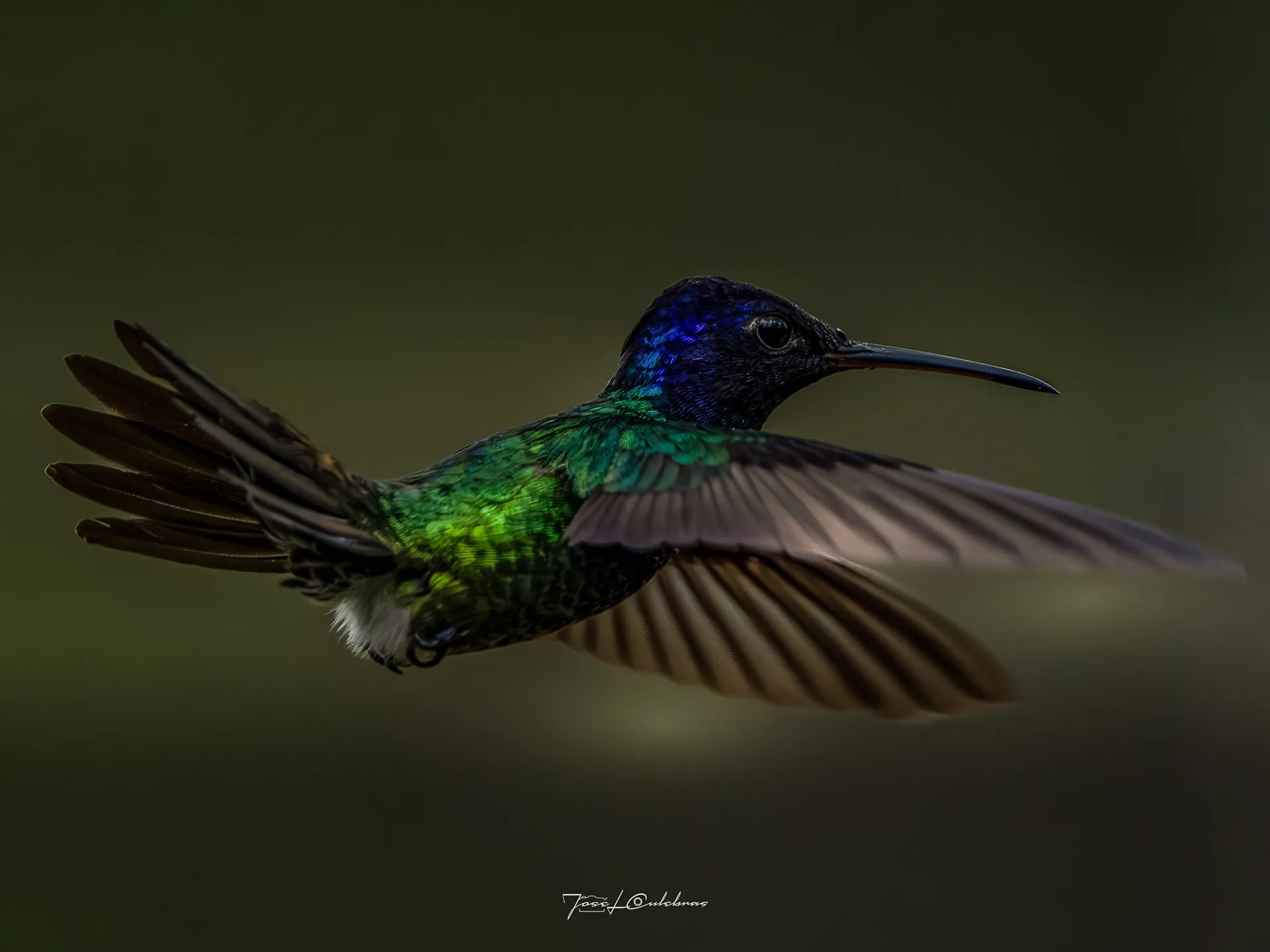 Colibrí