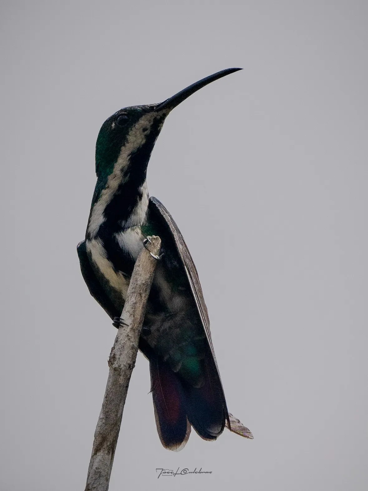 Colibrí