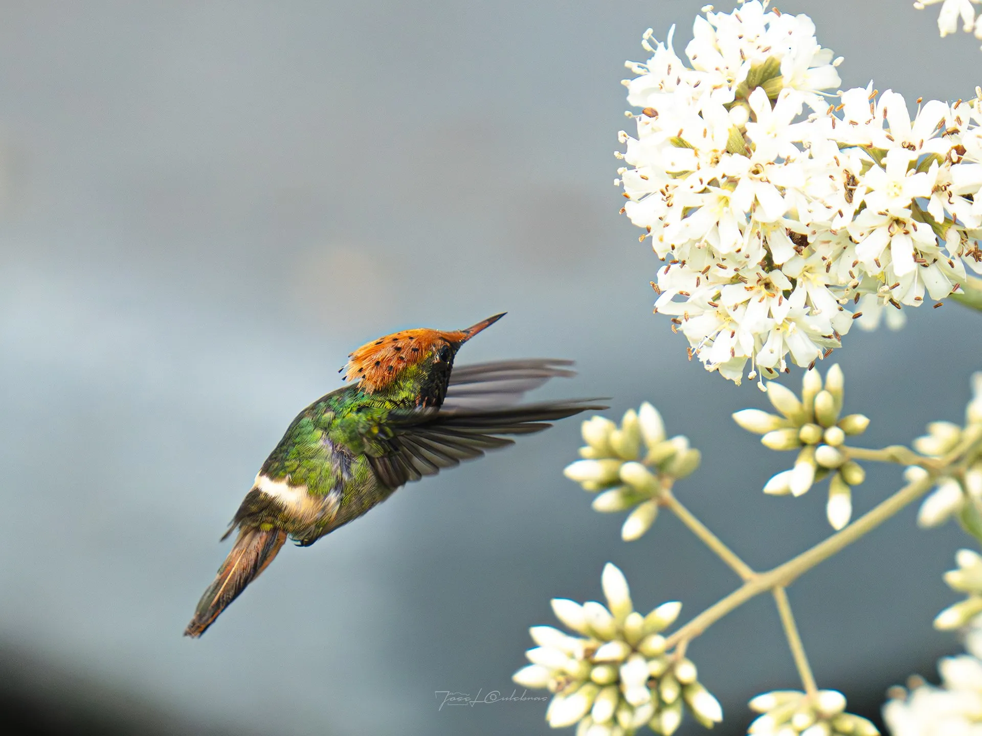 Colibrí