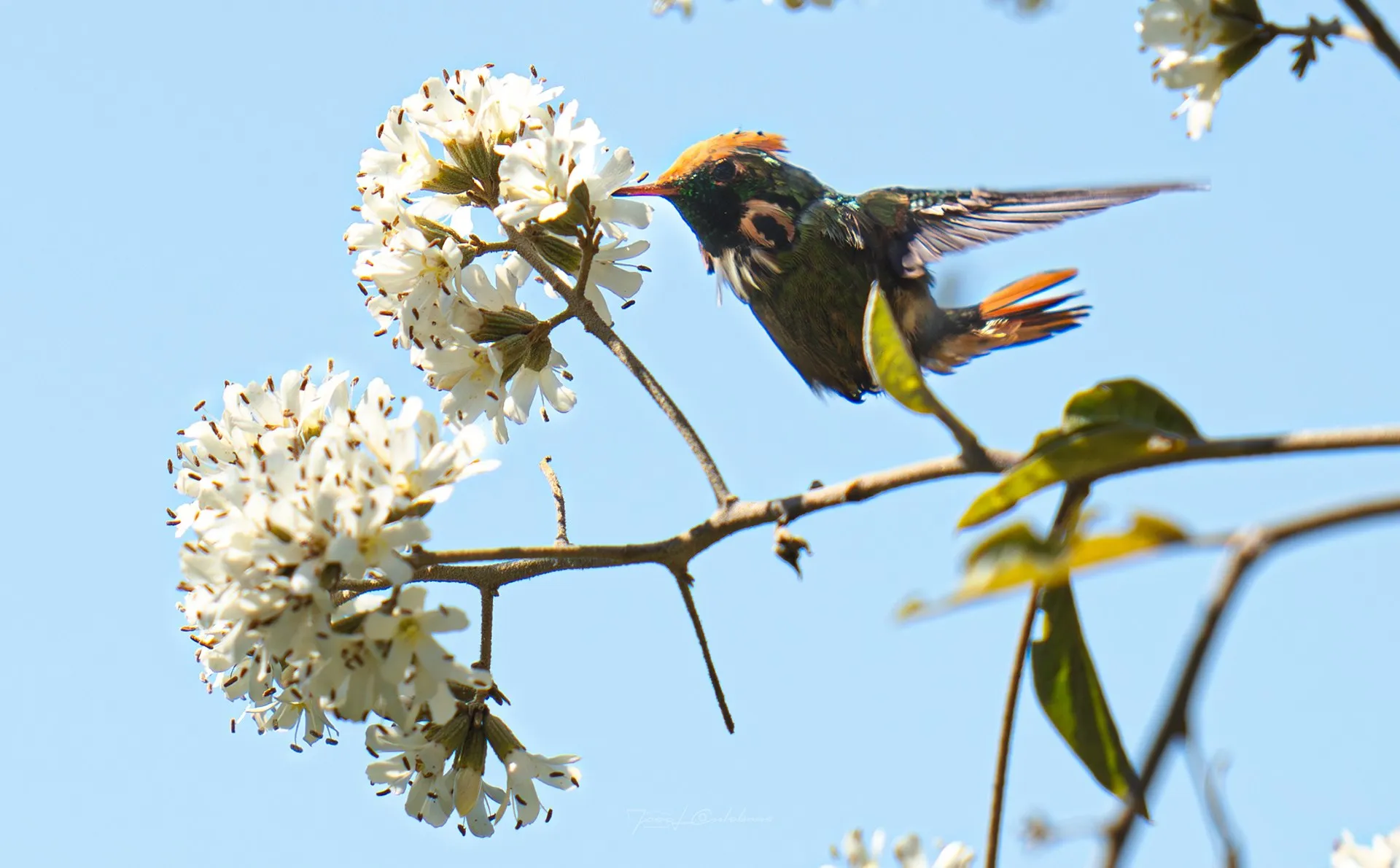 Colibrí