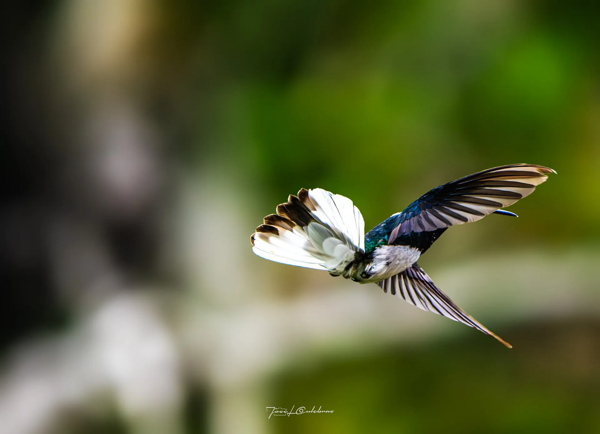 Colibrí