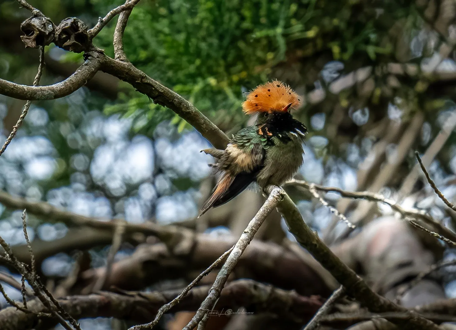 Colibrí
