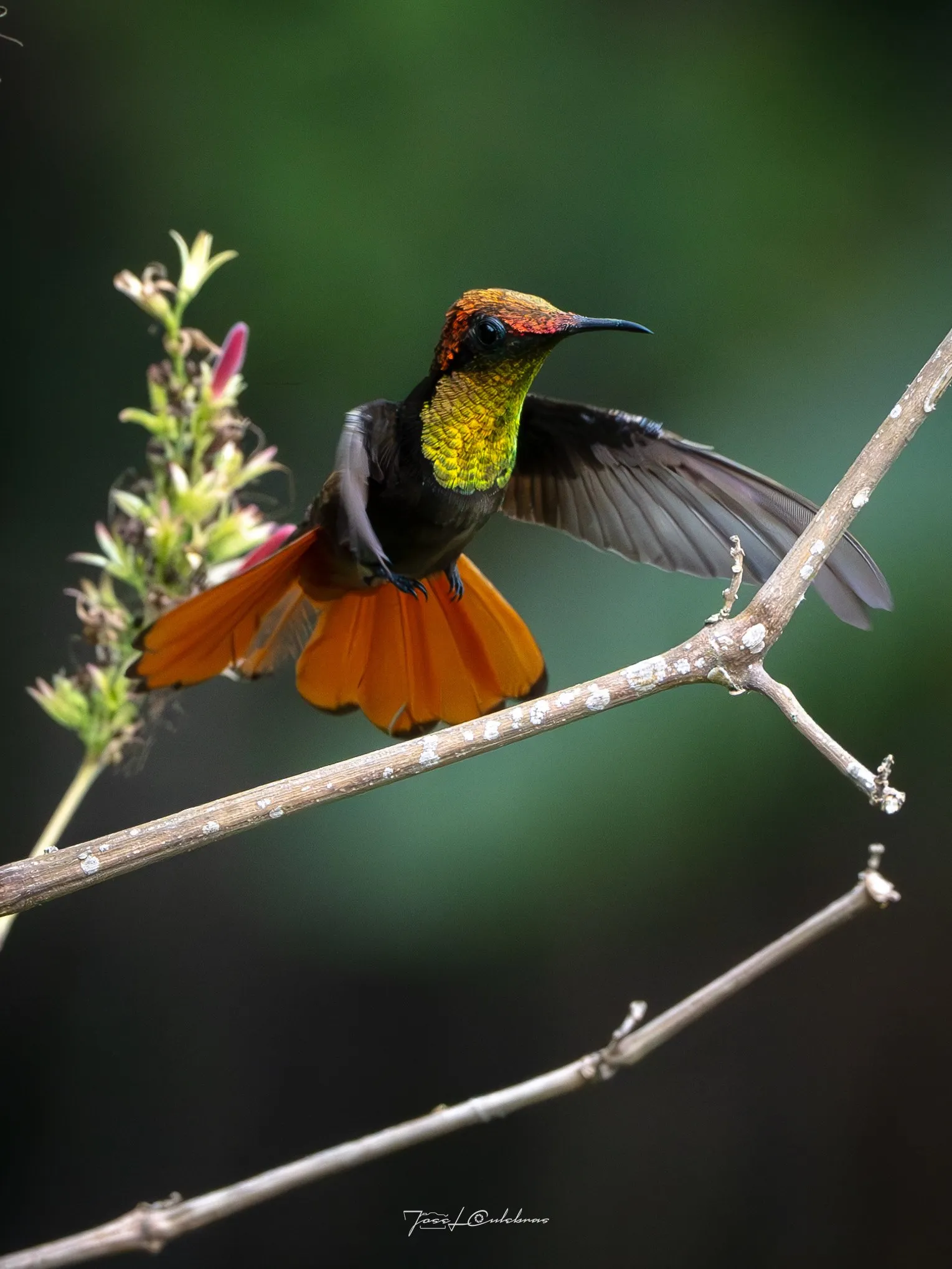 Colibrí