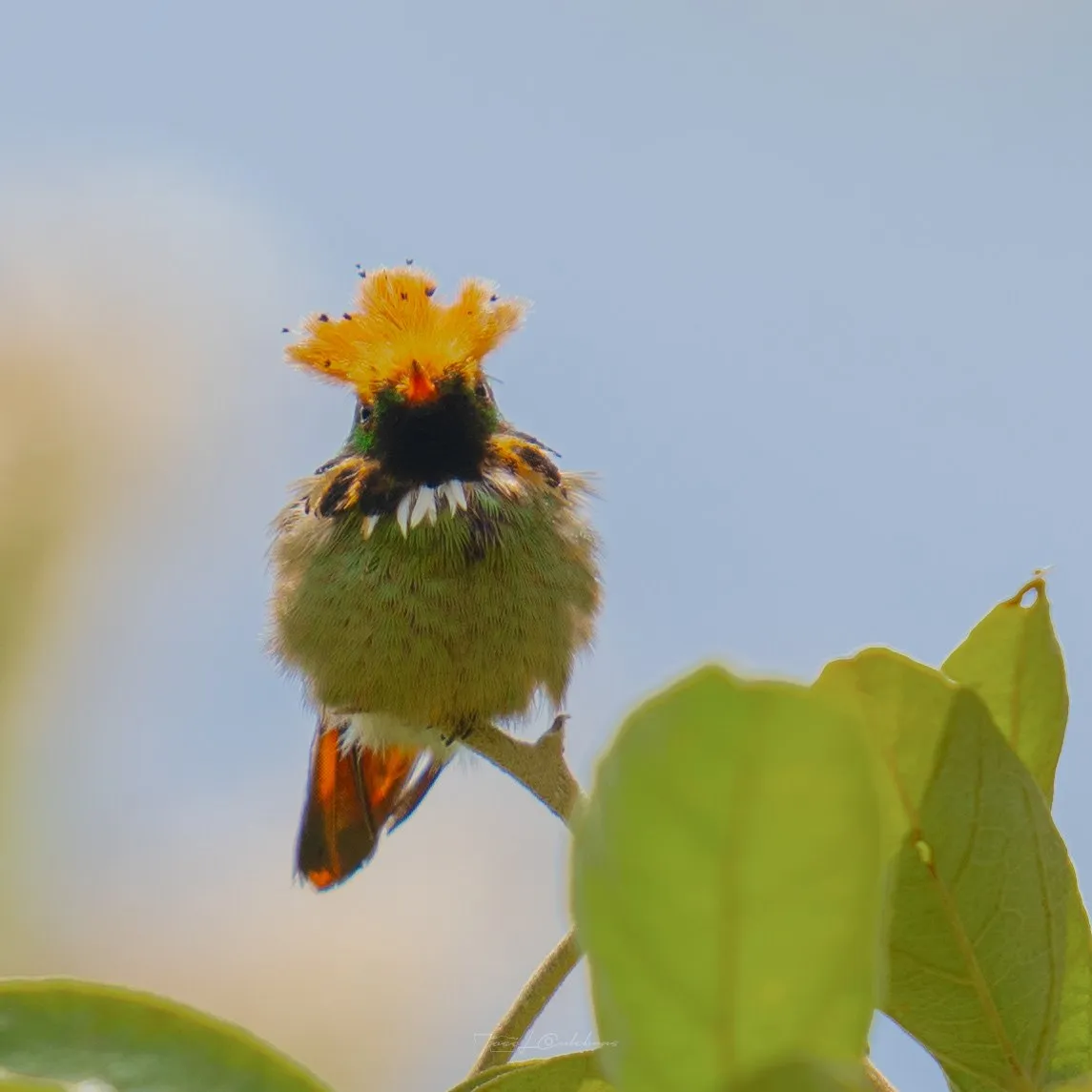Colibrí
