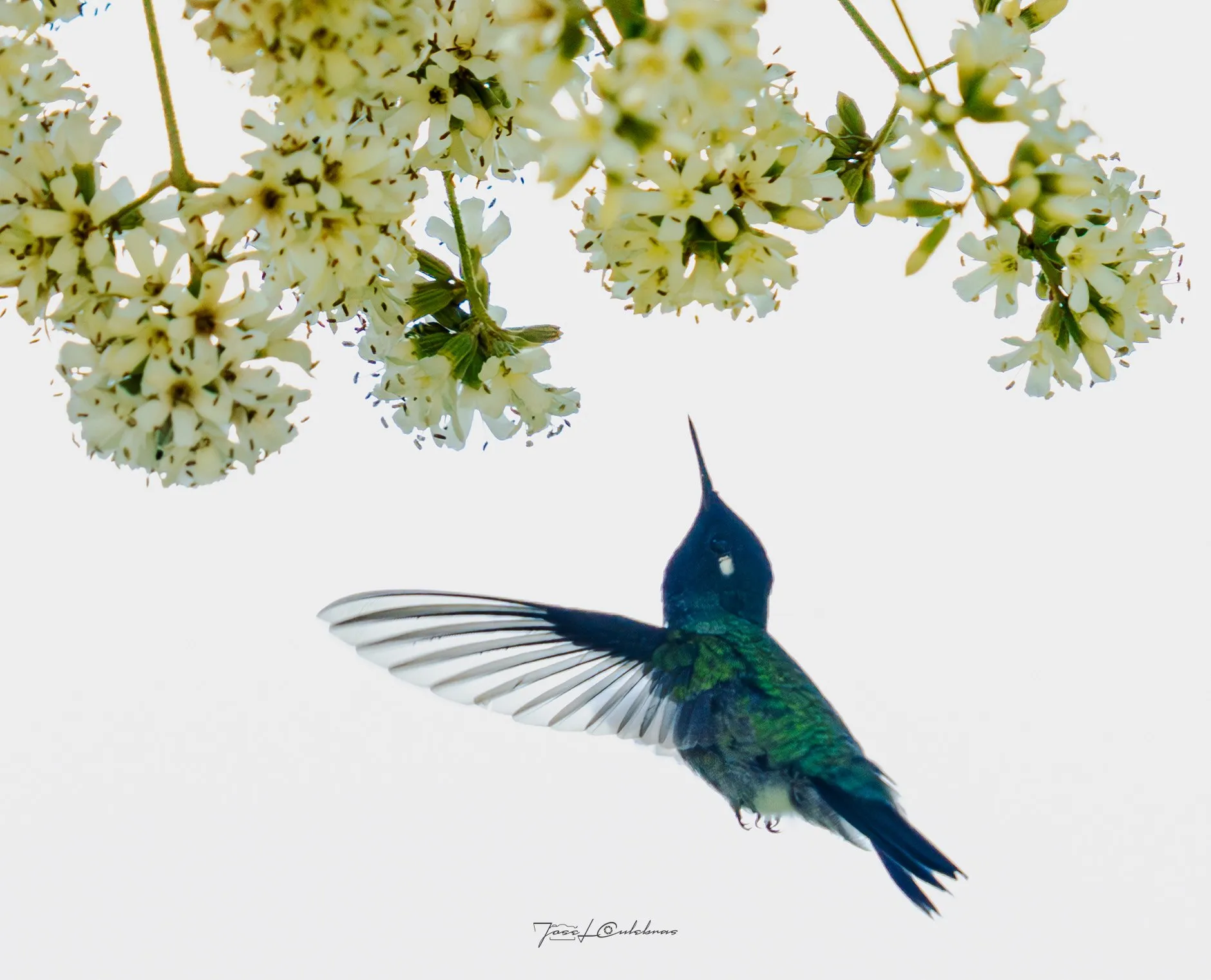 Colibrí