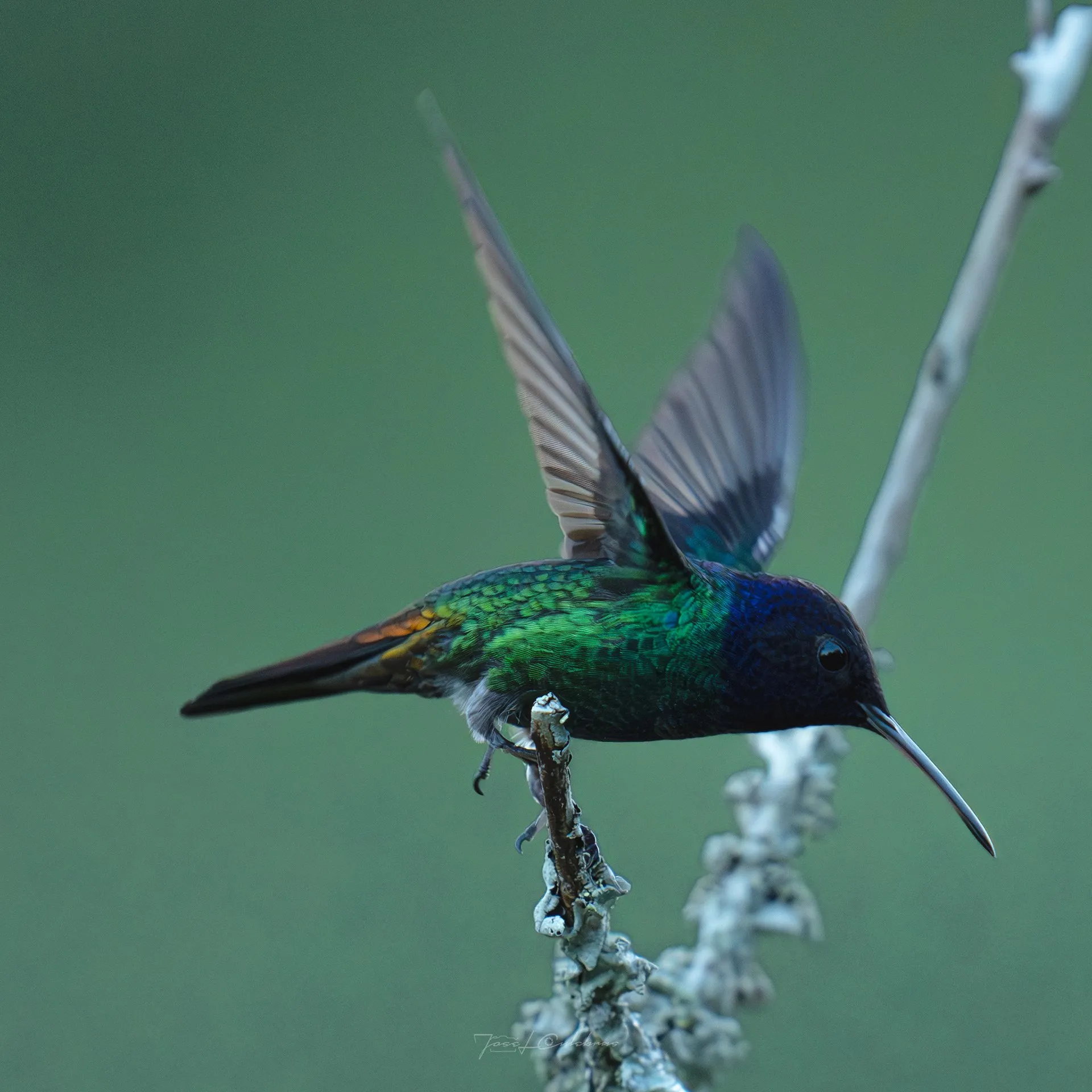 Colibrí