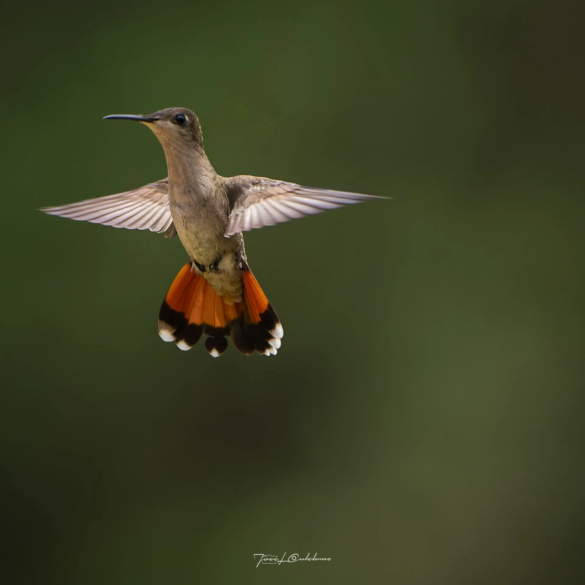 Colibrí