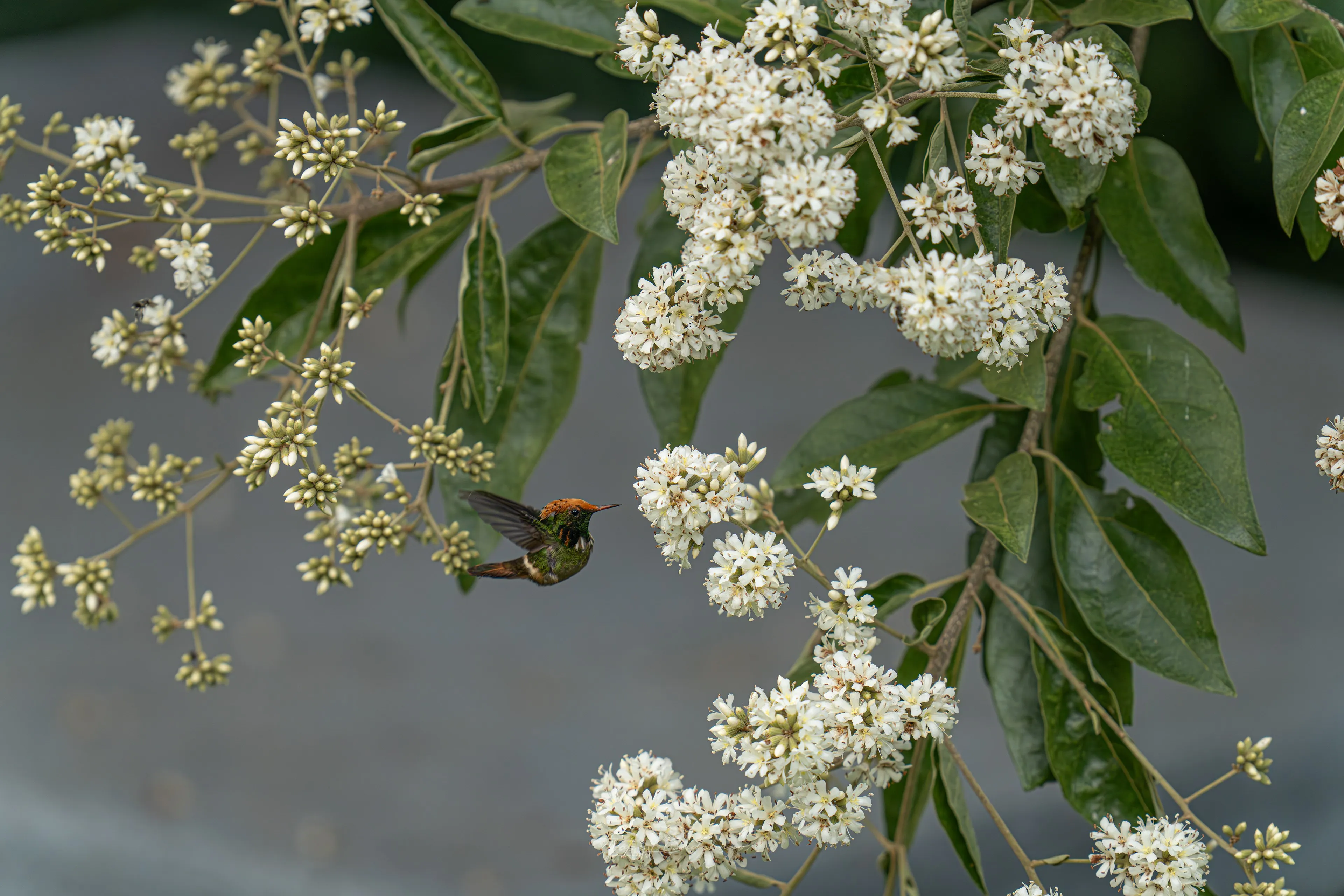 Colibrí