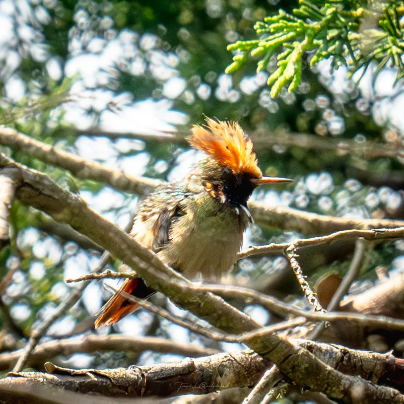 Colibrí