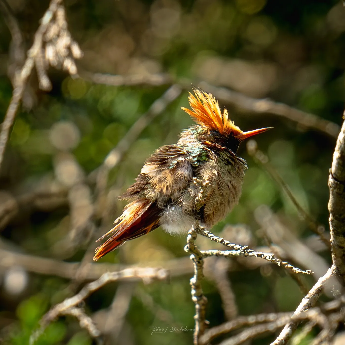 Colibrí