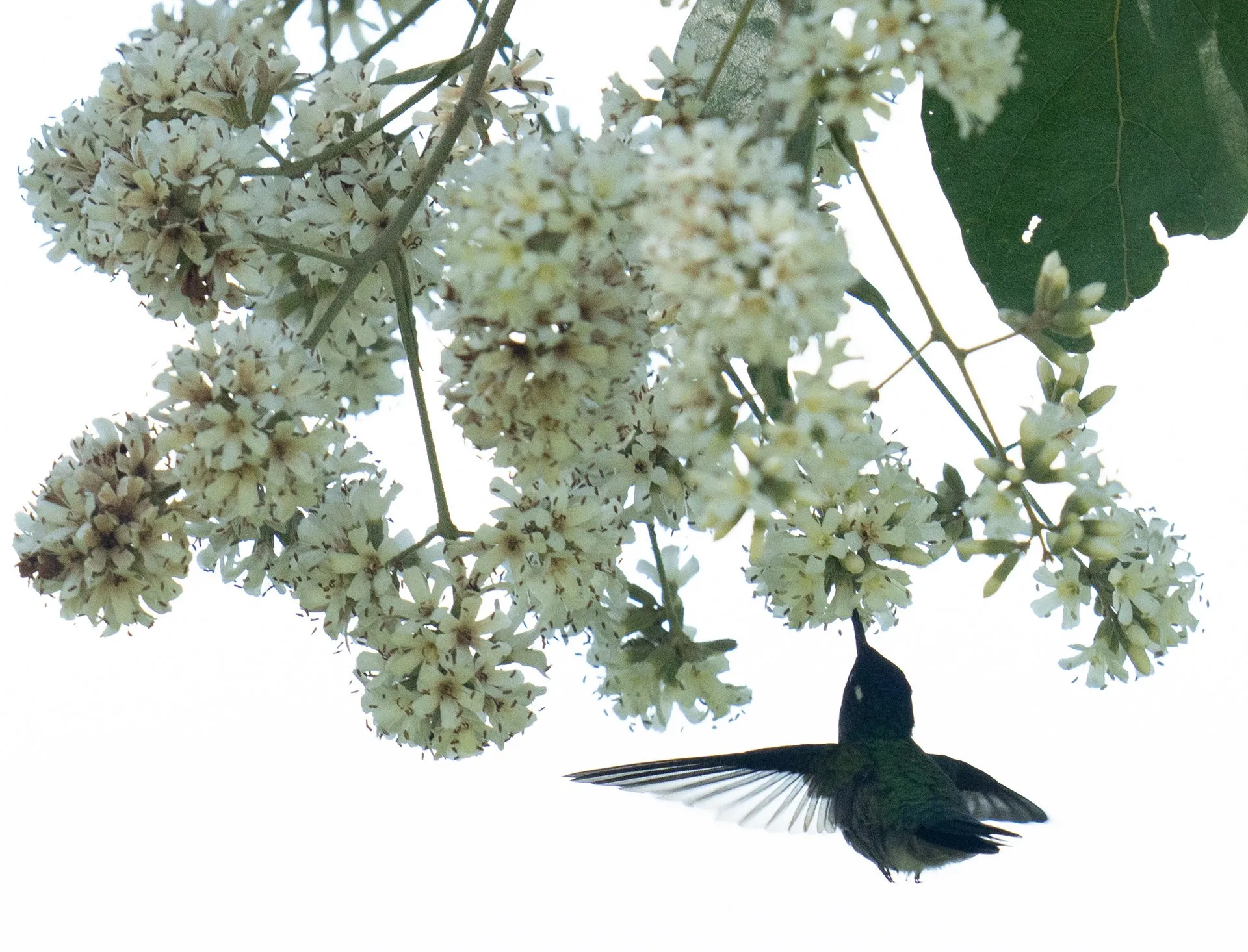 Colibrí