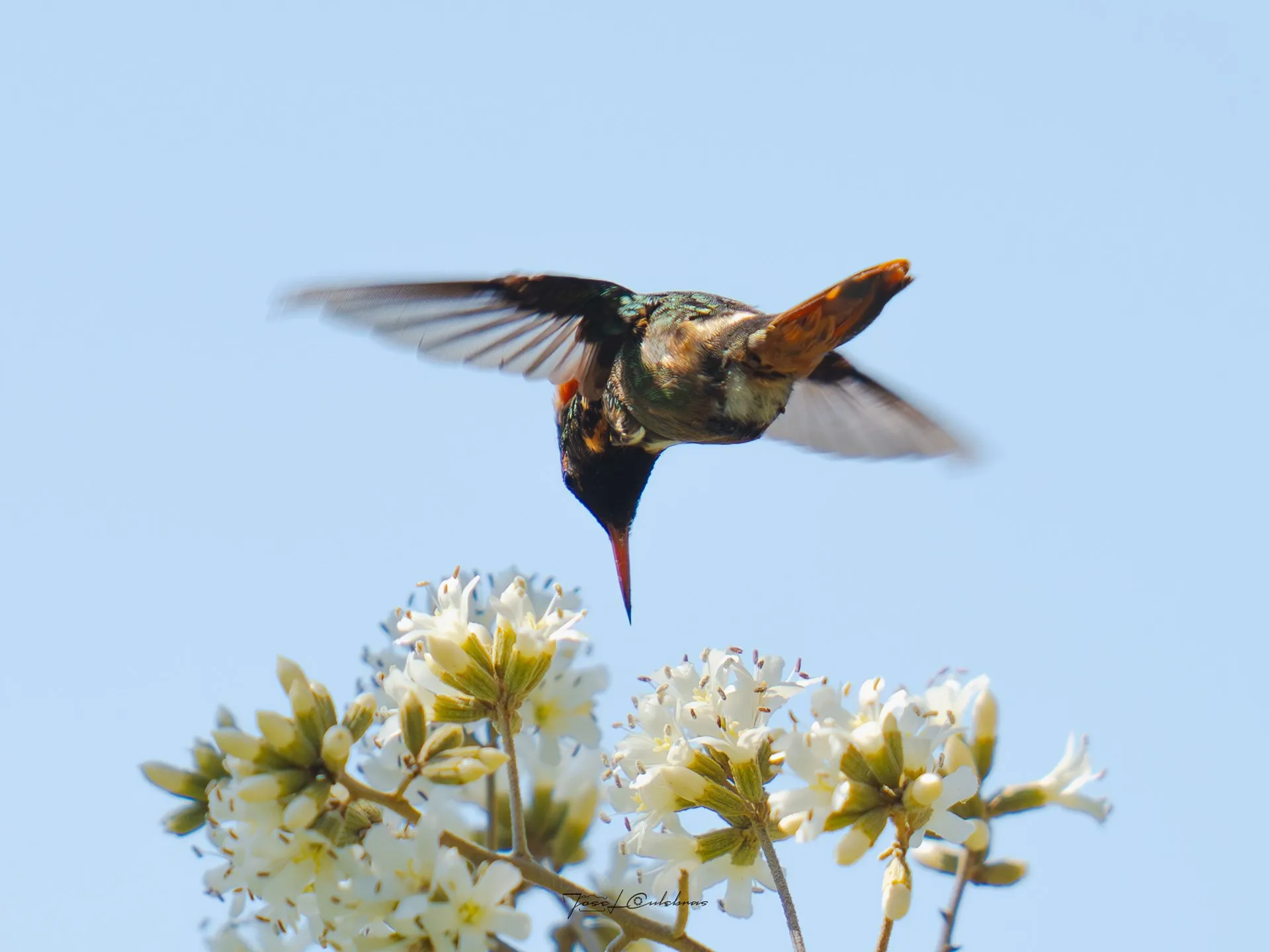 Colibrí