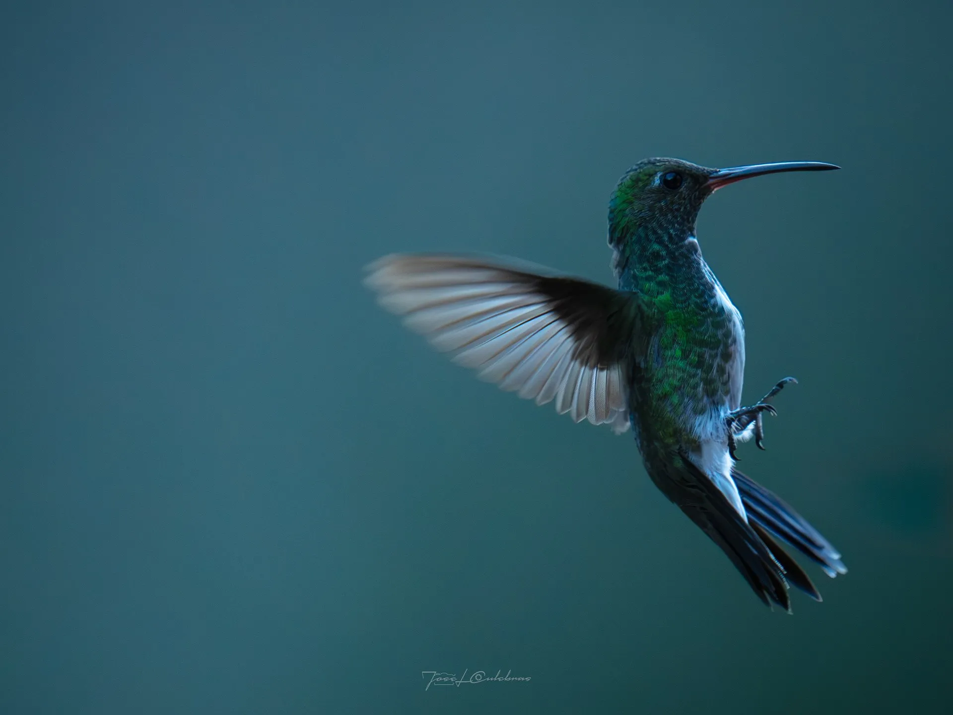 Colibrí