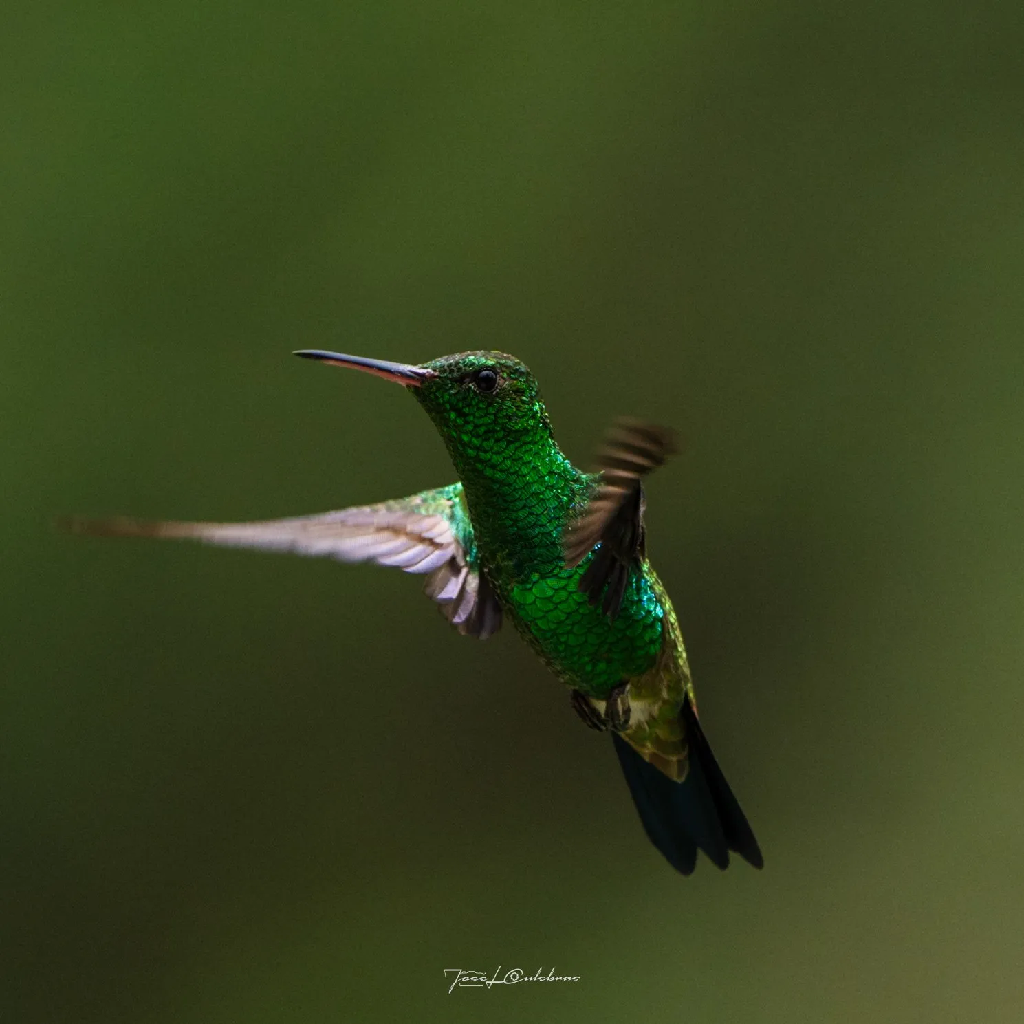 Colibrí