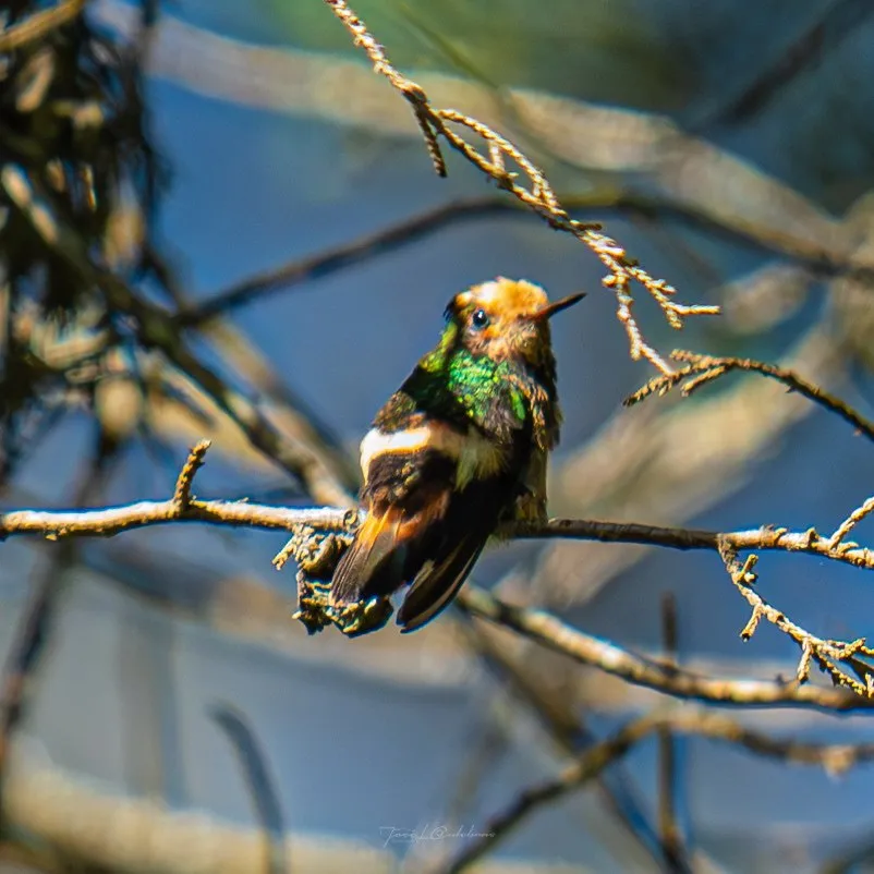 Colibrí