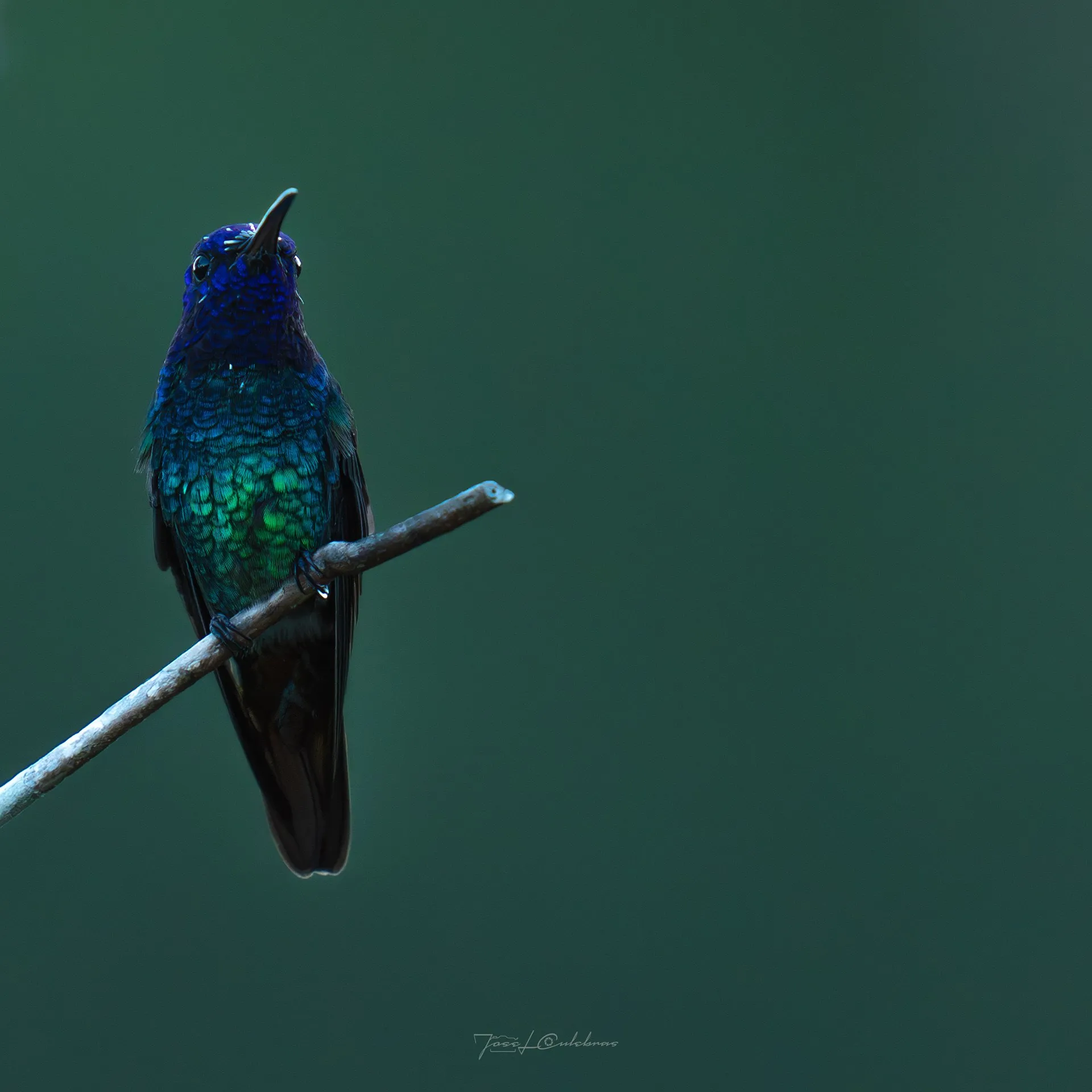 Colibrí
