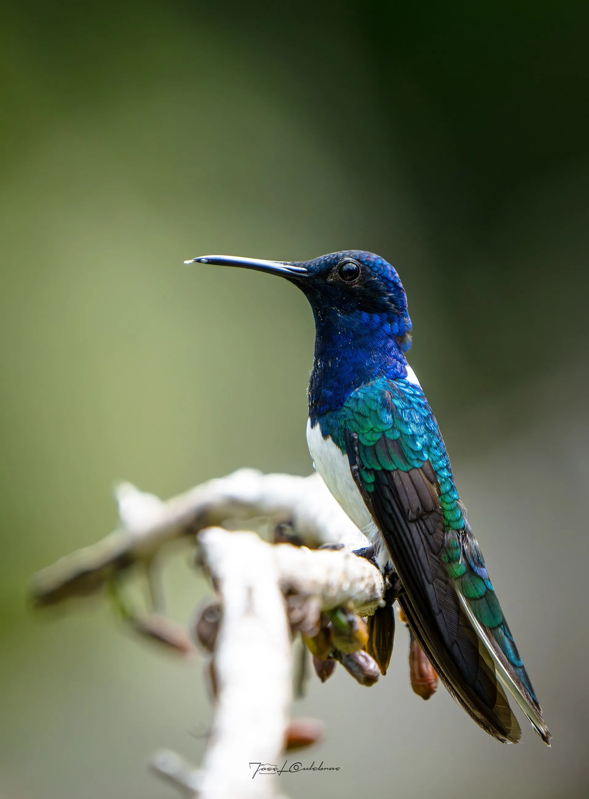 Colibrí