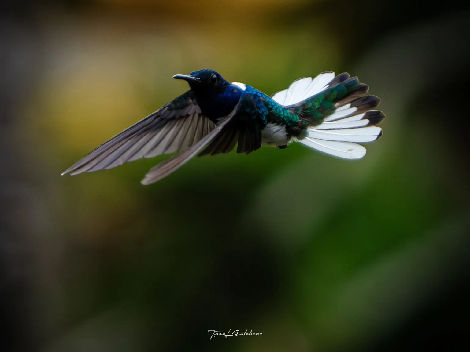 Colibrí