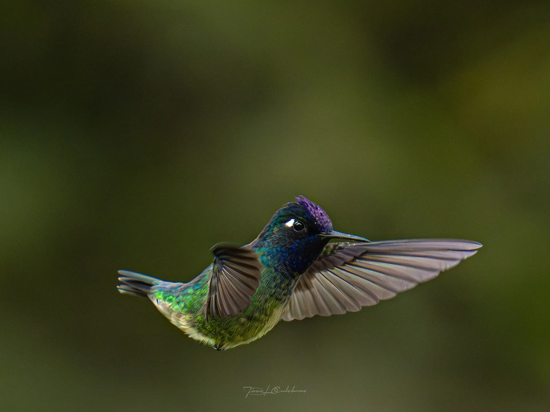 Colibrí