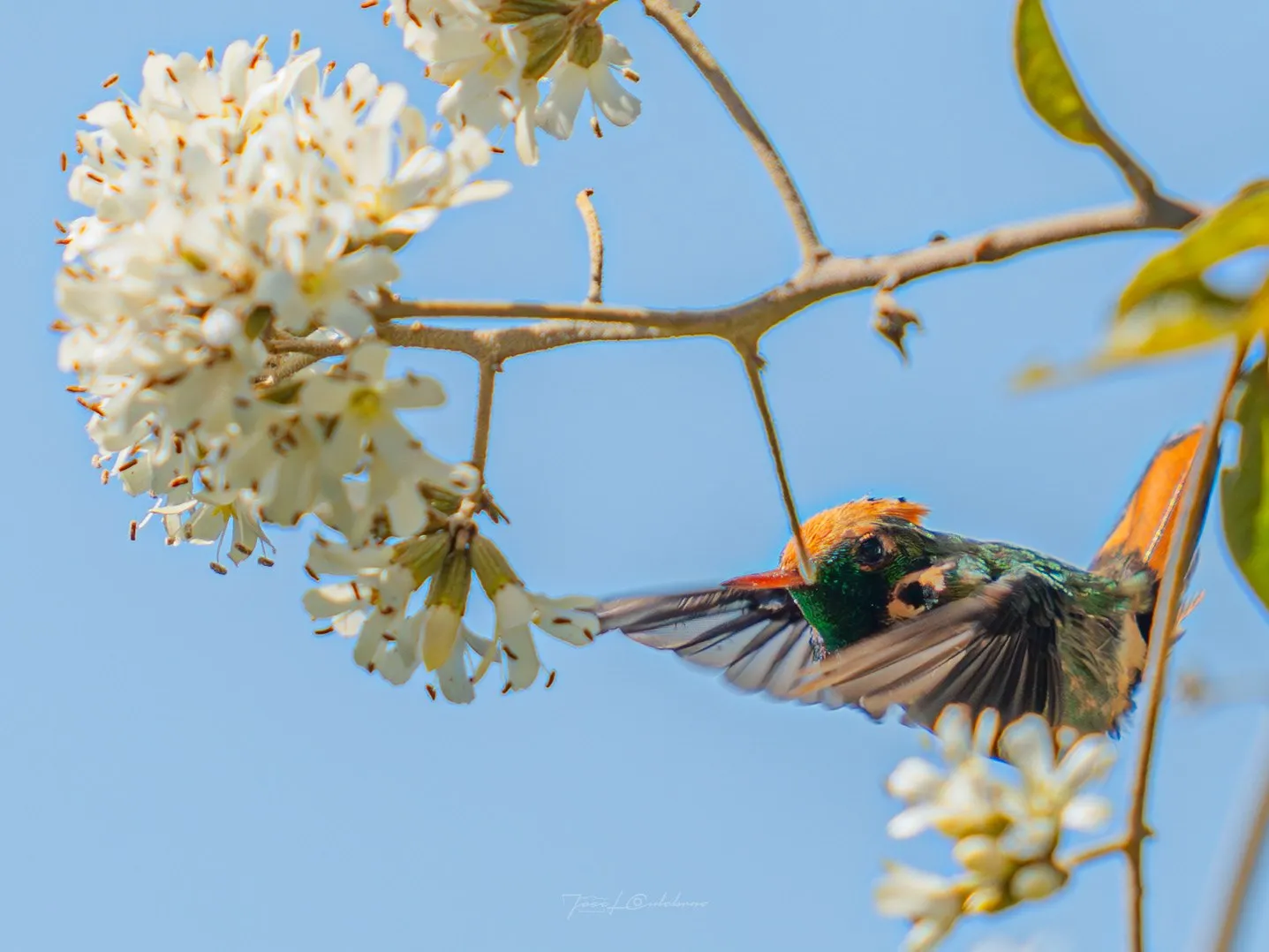 Colibrí
