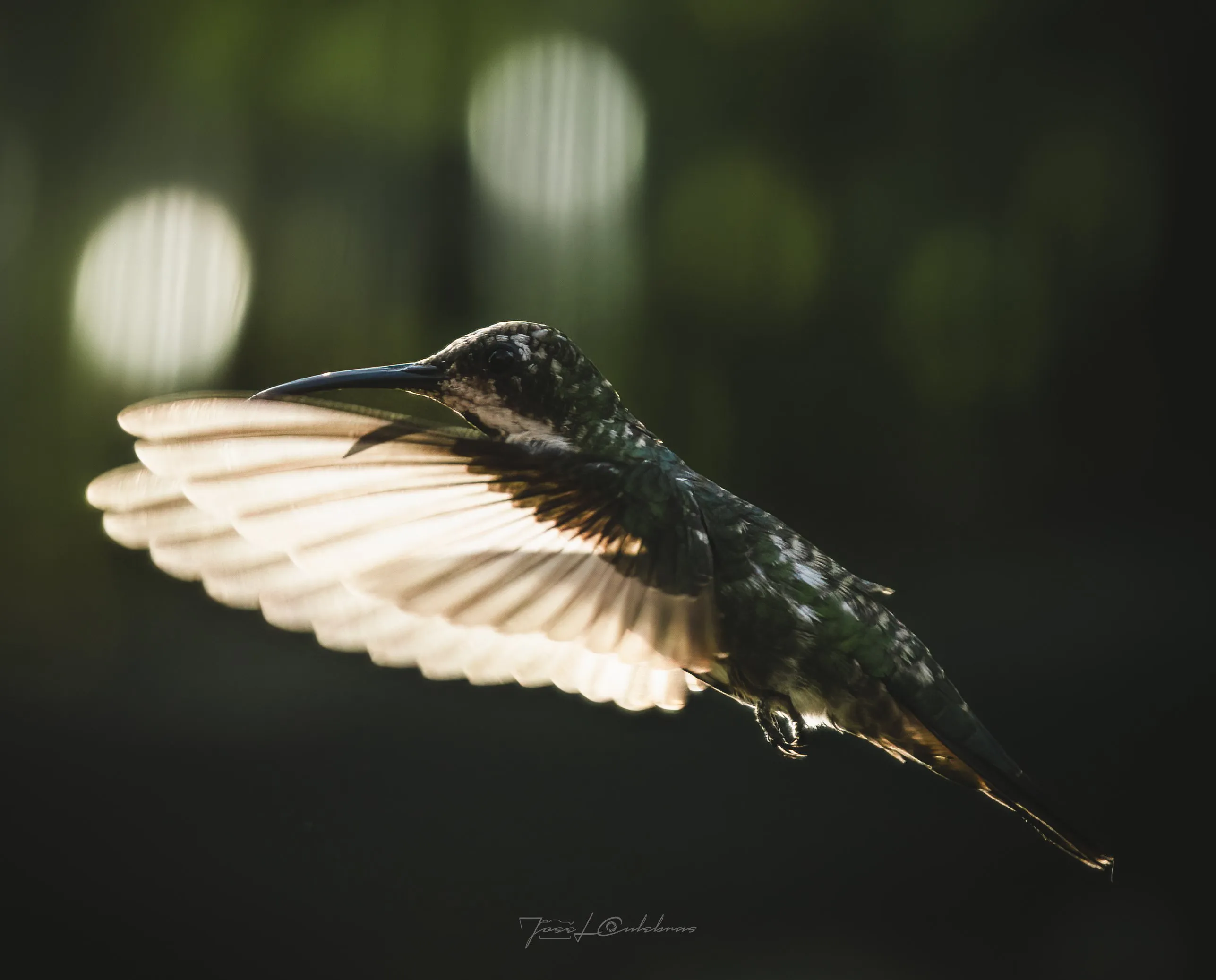 Colibrí