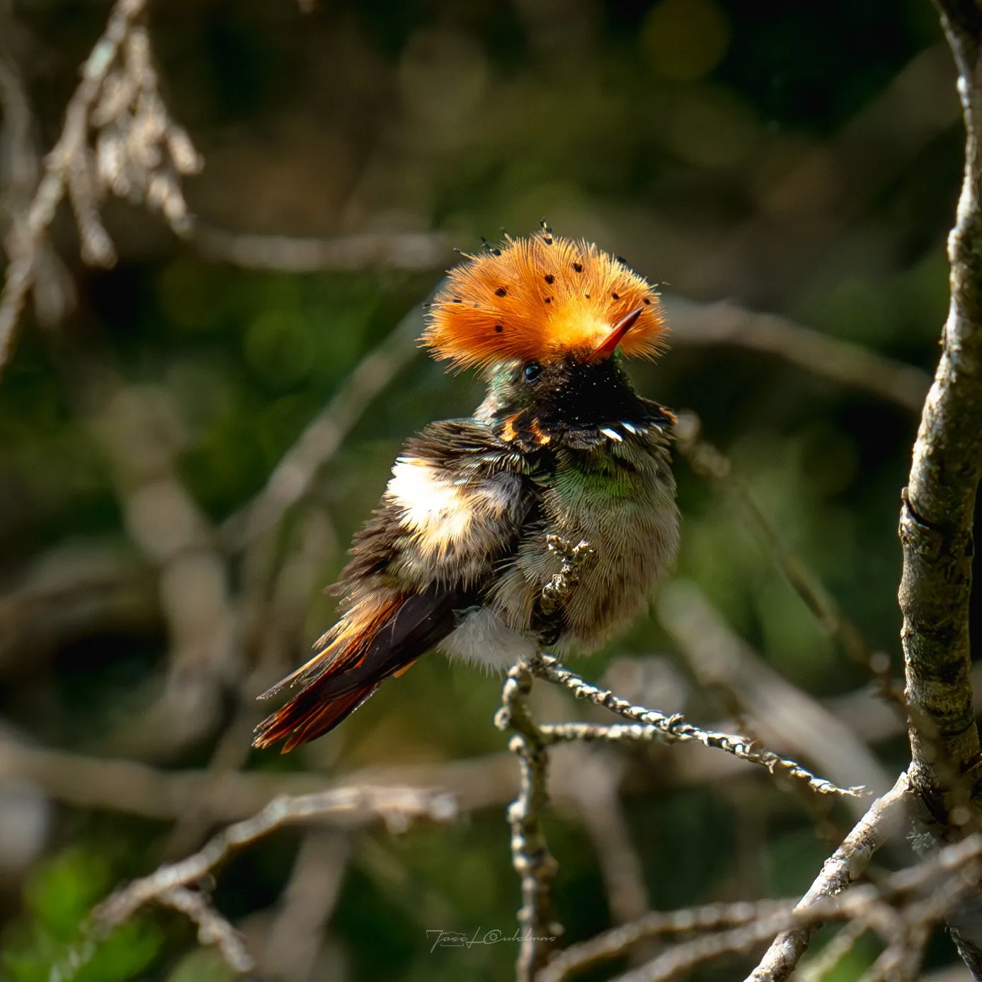 Colibrí