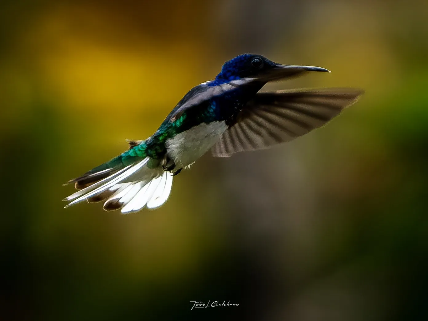 Colibrí