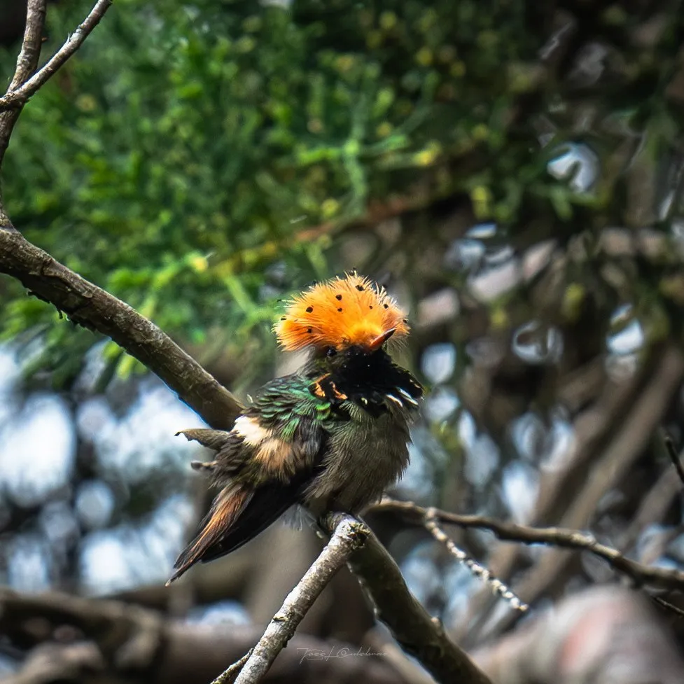 Colibrí