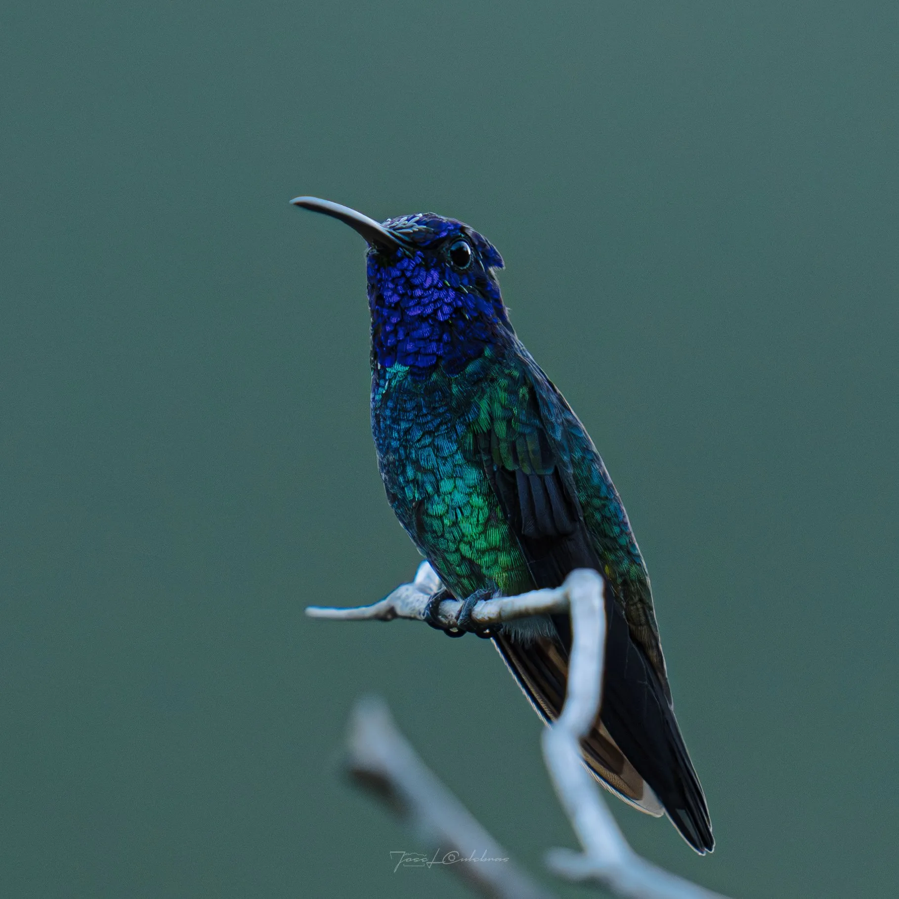Colibrí