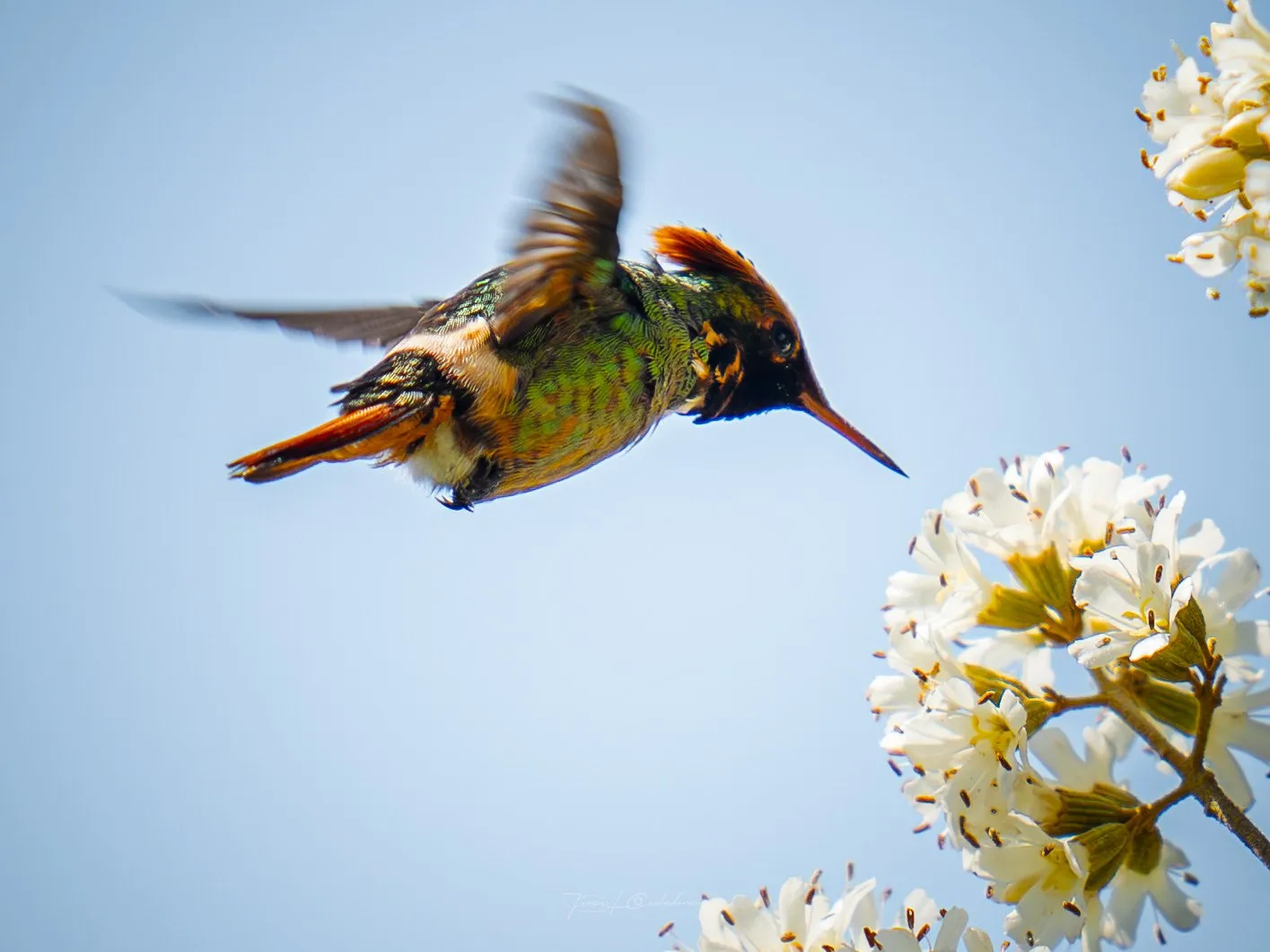 Colibrí