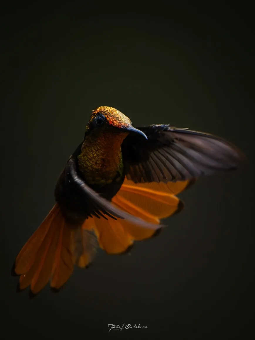 Colibrí