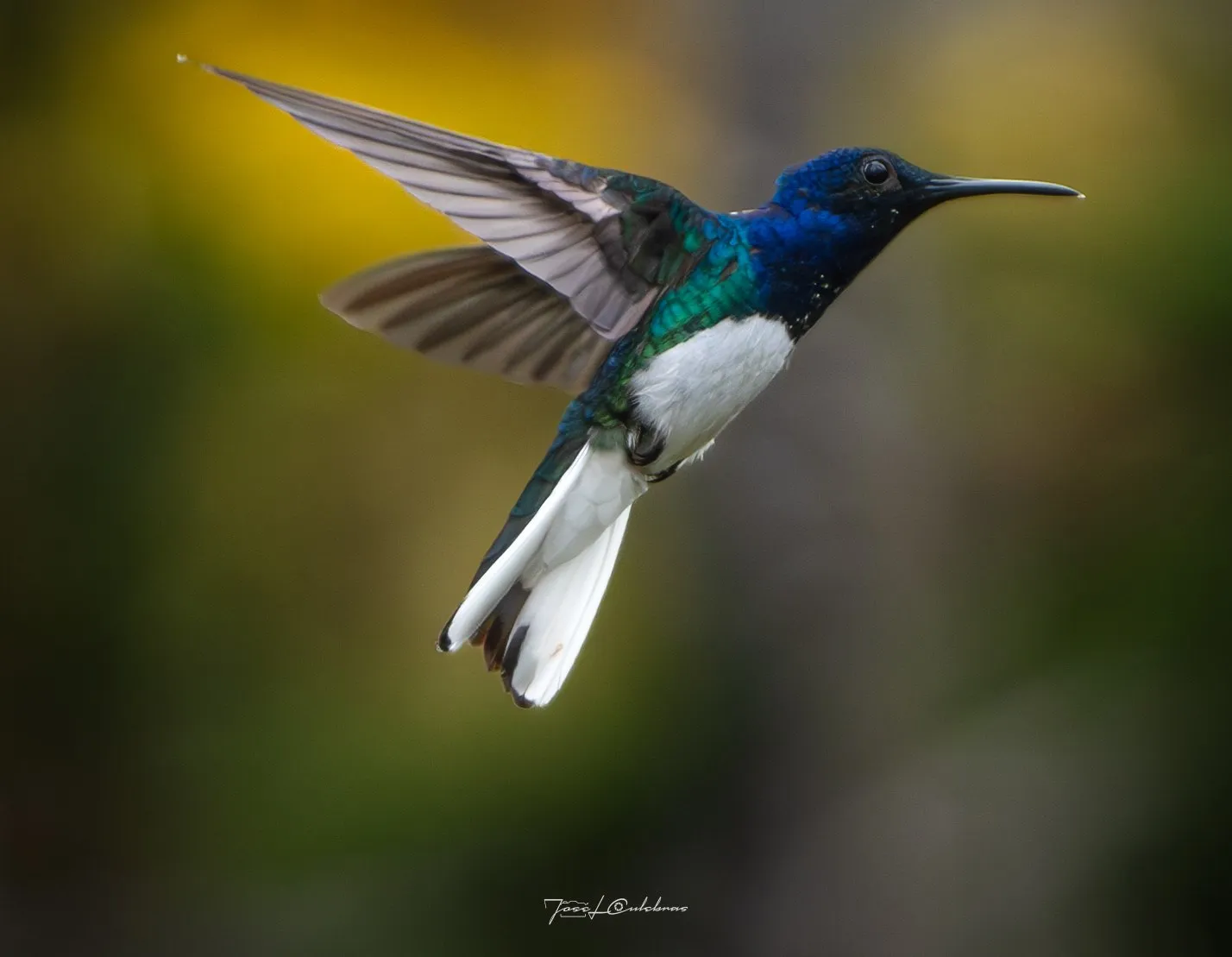 Colibrí
